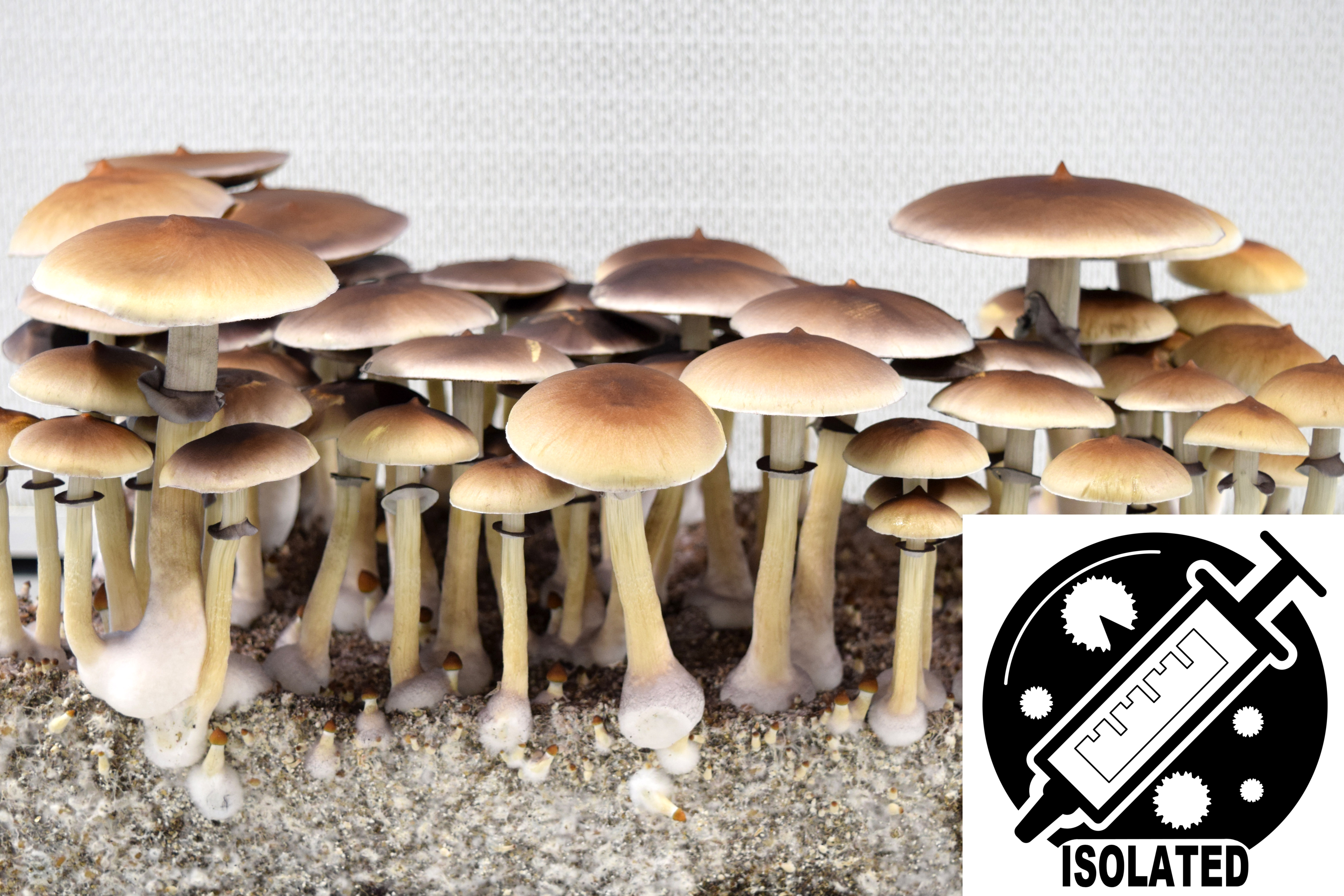 Psilocybe cubensis : Corumba Brazil Spore Isolate Syringe Psilocybe cubensis : Corumba Brazil Spore Isolate Syringe
