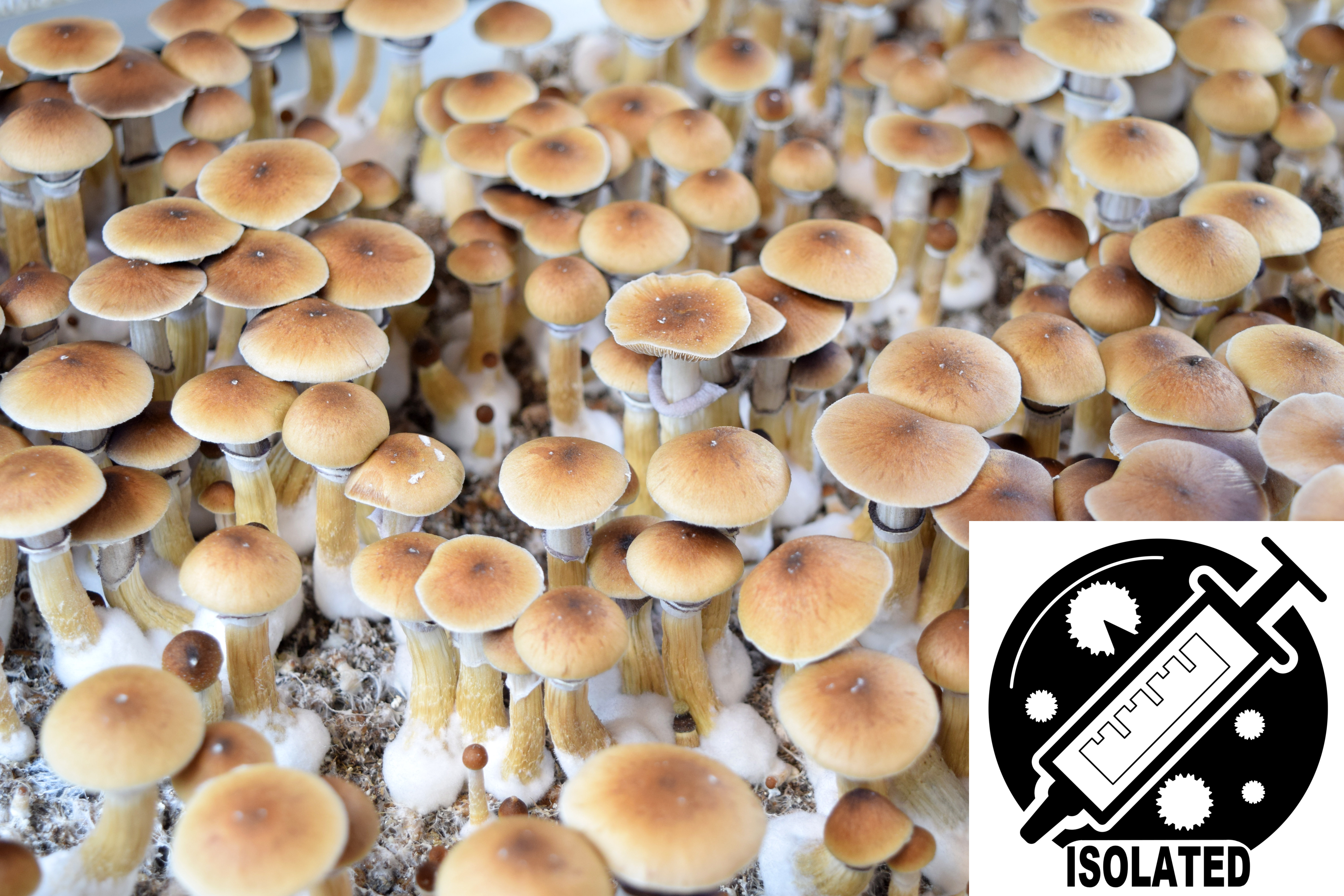 Psilocybe cubensis : Huautla Spore Isolate Syringe Psilocybe cubensis : Huautla Spore Isolate Syringe