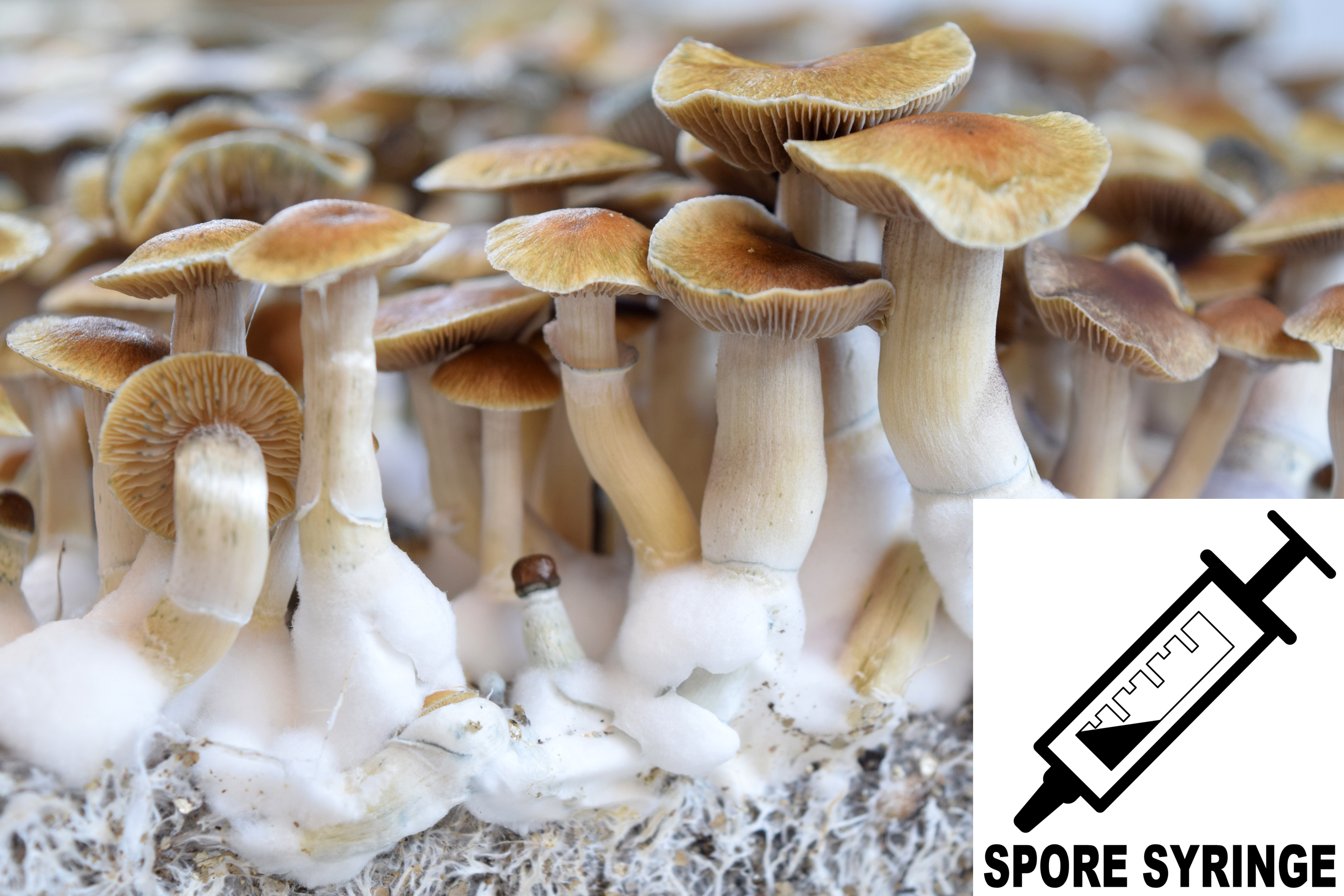 Psilocybe cubensis : Malabar Coast Spore Syringe (MS) Psilocybe cubensis : Malabar Coast Spore Syringe (MS)
