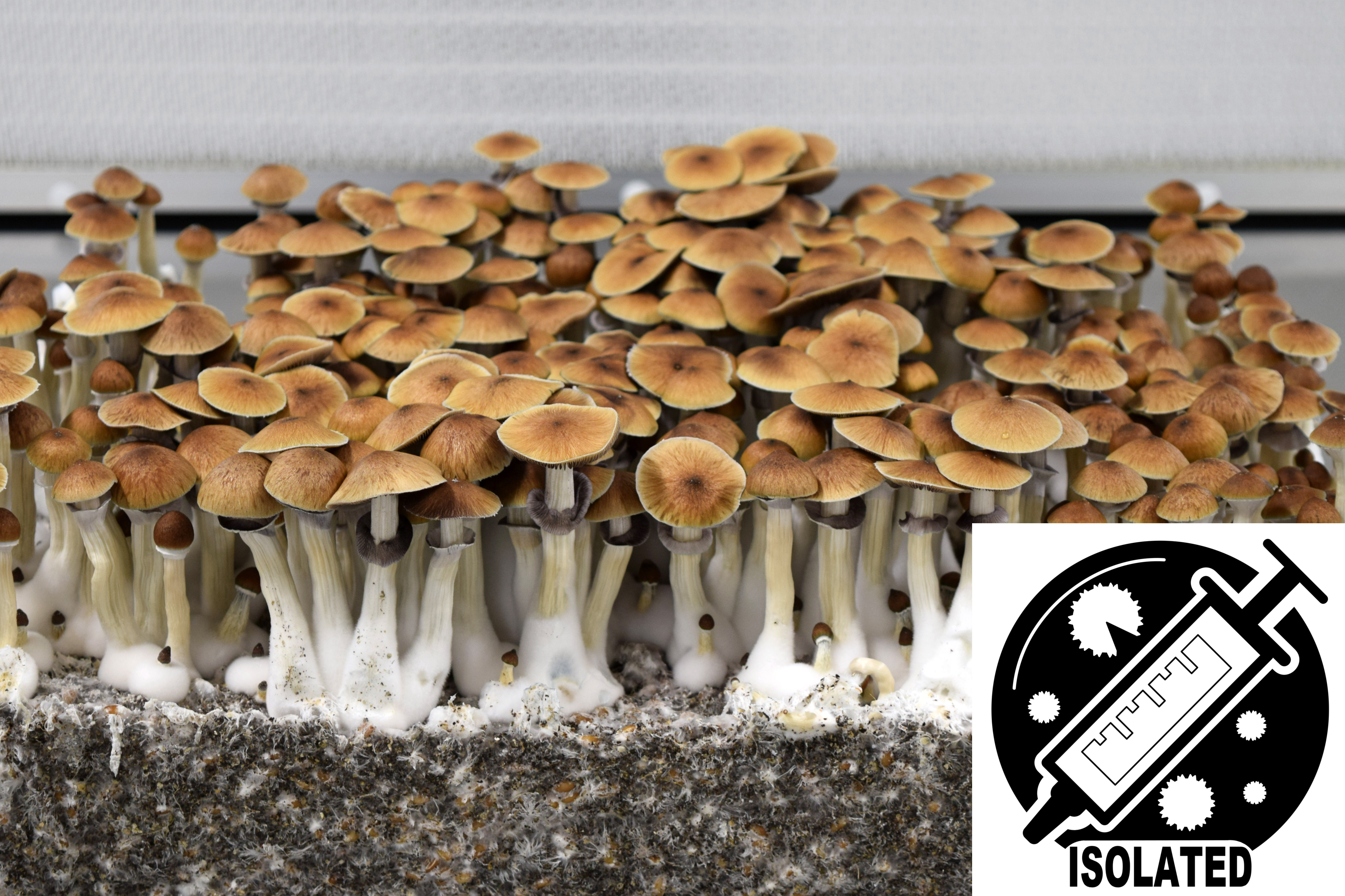 Psilocybe cubensis : PES Amazonian Spore Isolate Syringe Psilocybe cubensis : PES Amazonian Spore Isolate Syringe