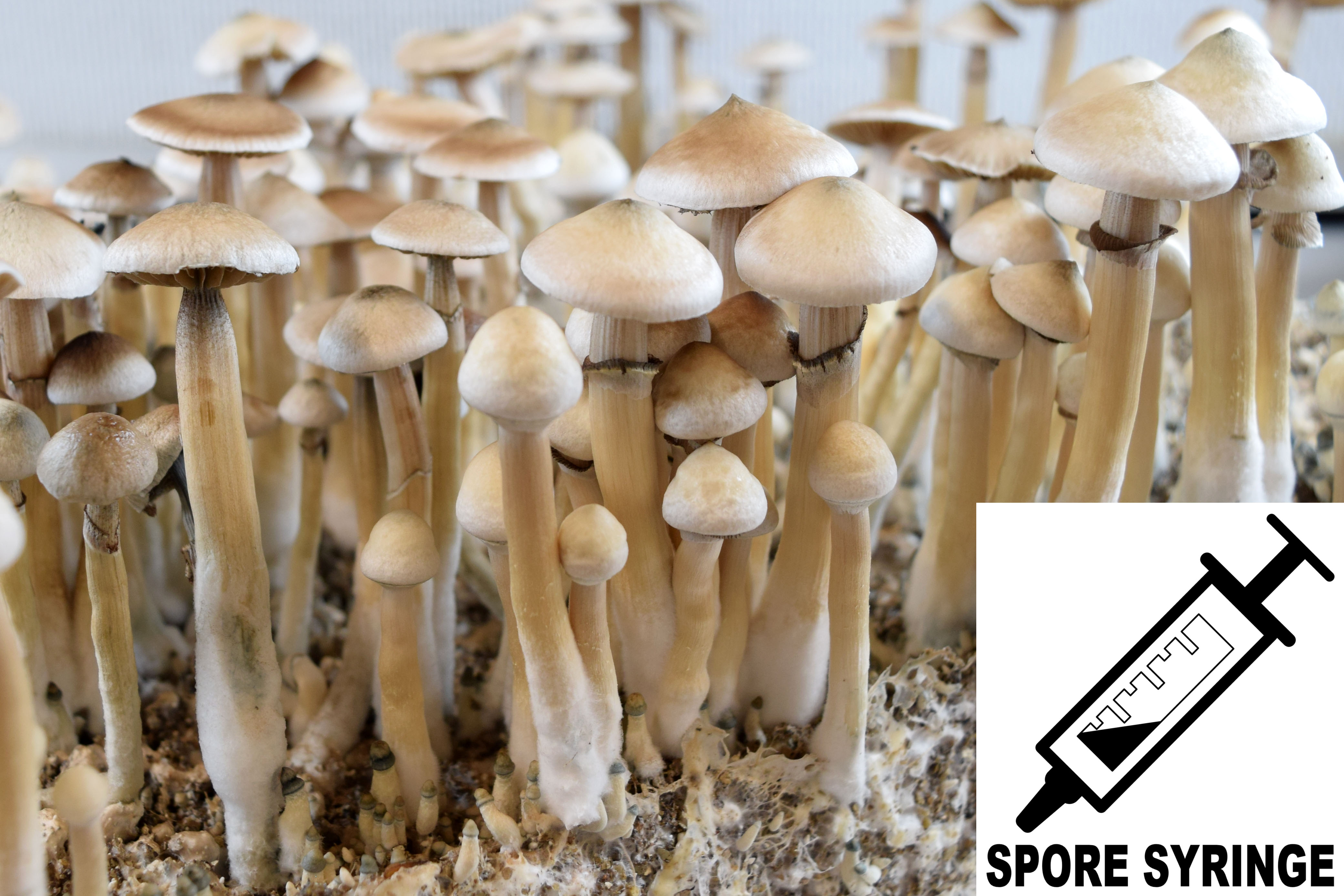 MONTHLY FEATURE: Psilocybe cubensis : Rusty Whyte Spore Syringe (MS)