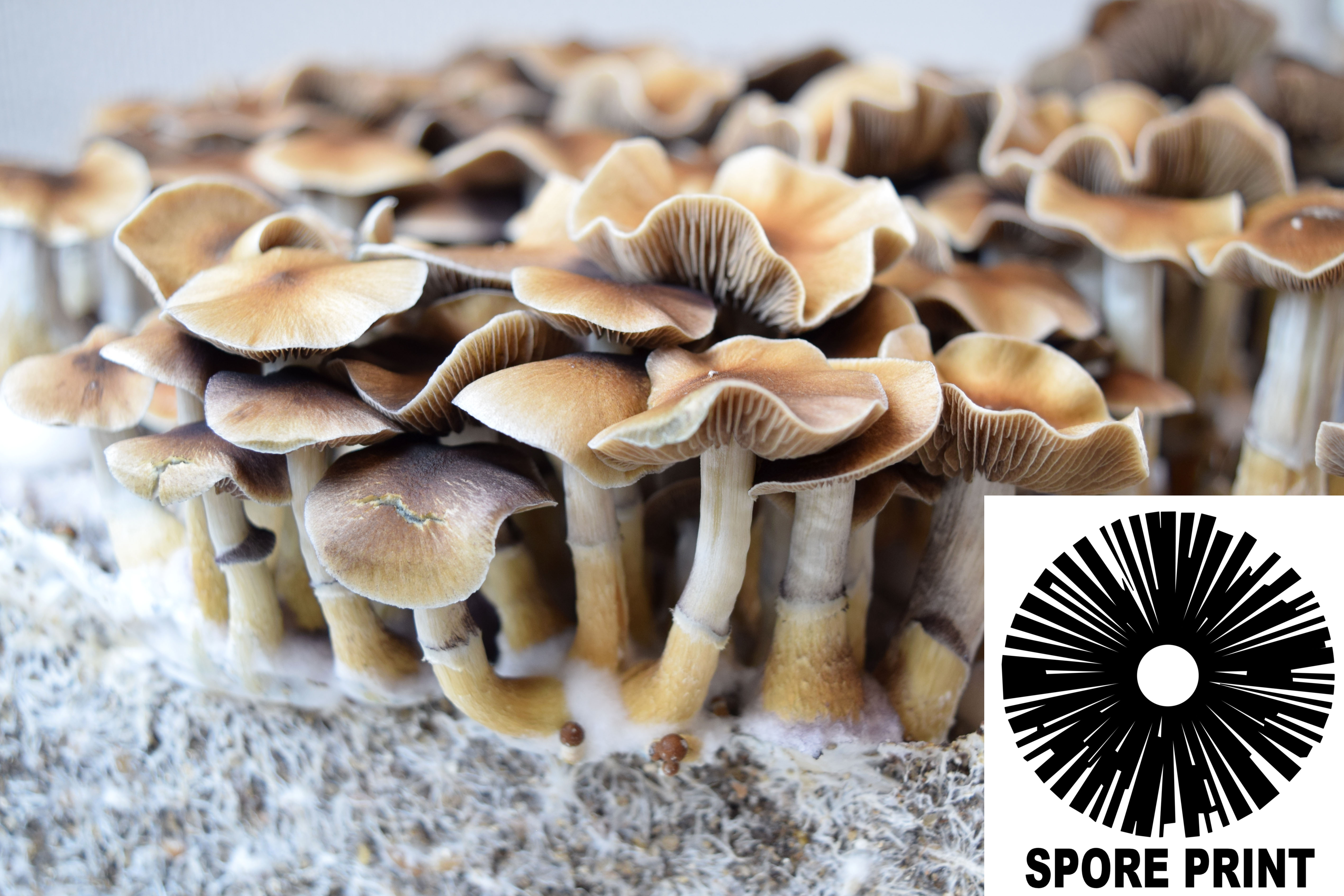 Psilocybe cubensis : Taman Negara Spore Print