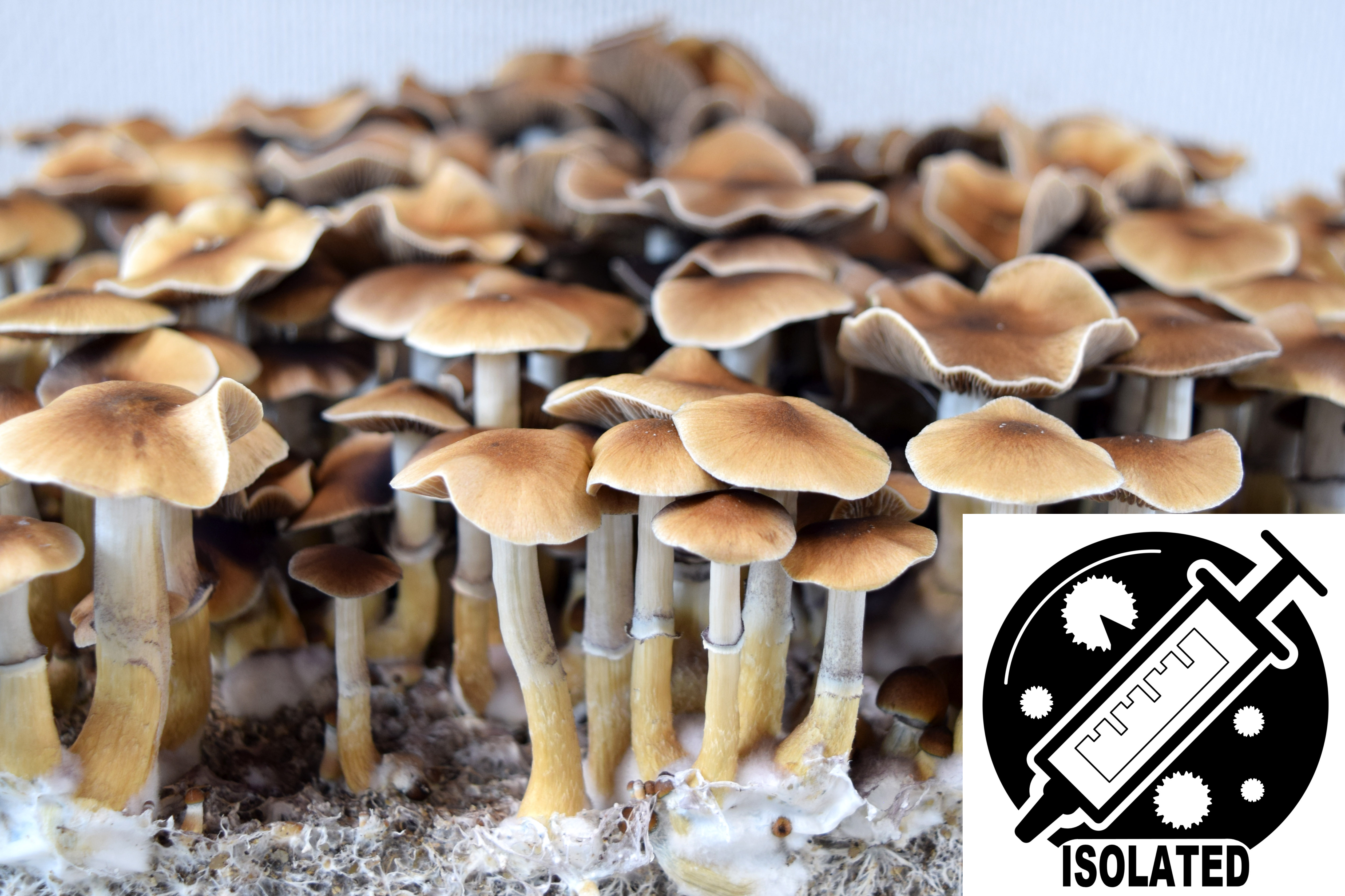 Psilocybe cubensis : Taman Negara Spore Isolate Syringe Psilocybe cubensis : Taman Negara Spore Isolate Syringe