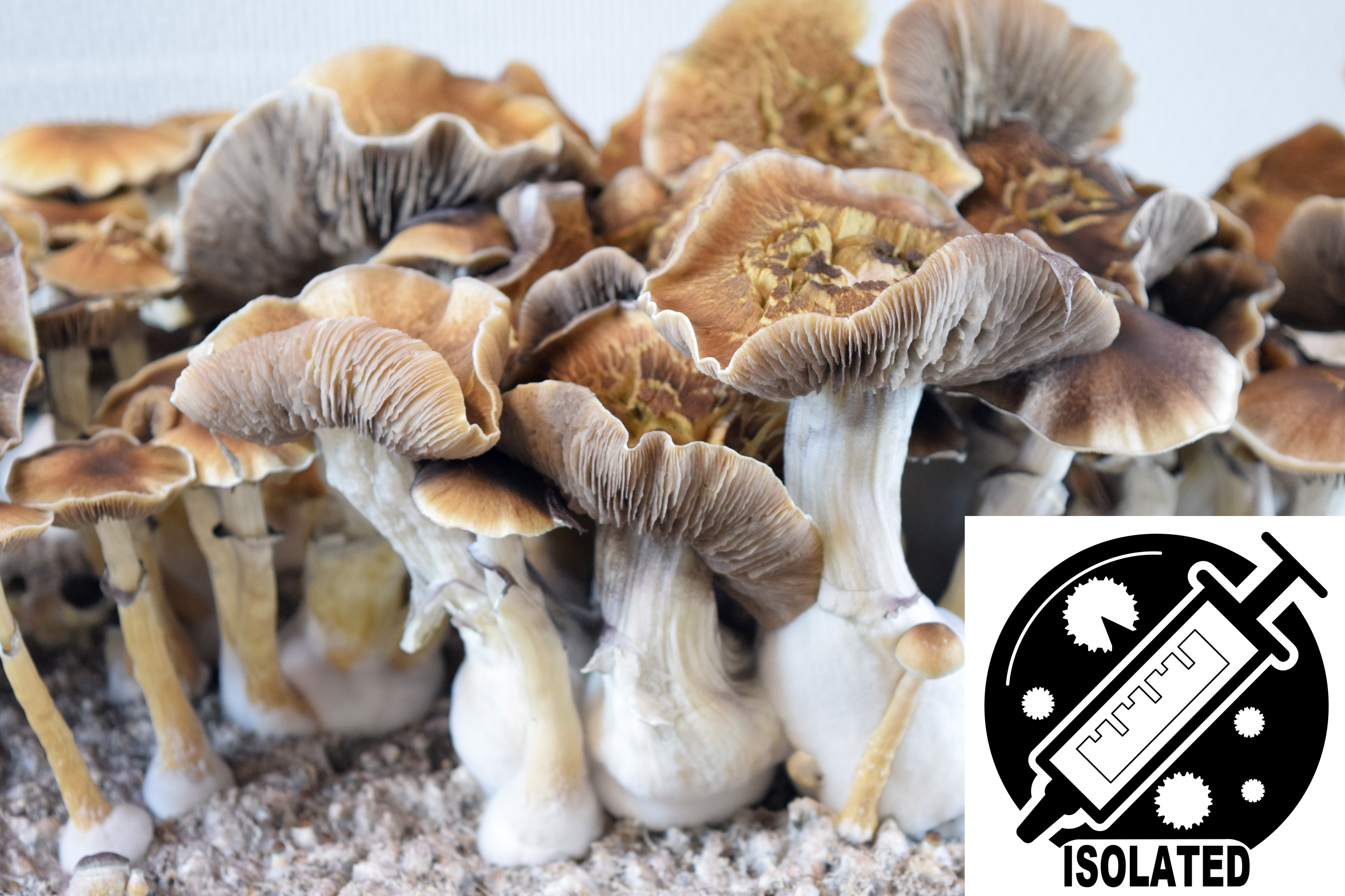 Psilocybe cubensis : Tidal Wave Spore Isolate Syringe Psilocybe cubensis : Tidal Wave Spore Isolate Syringe