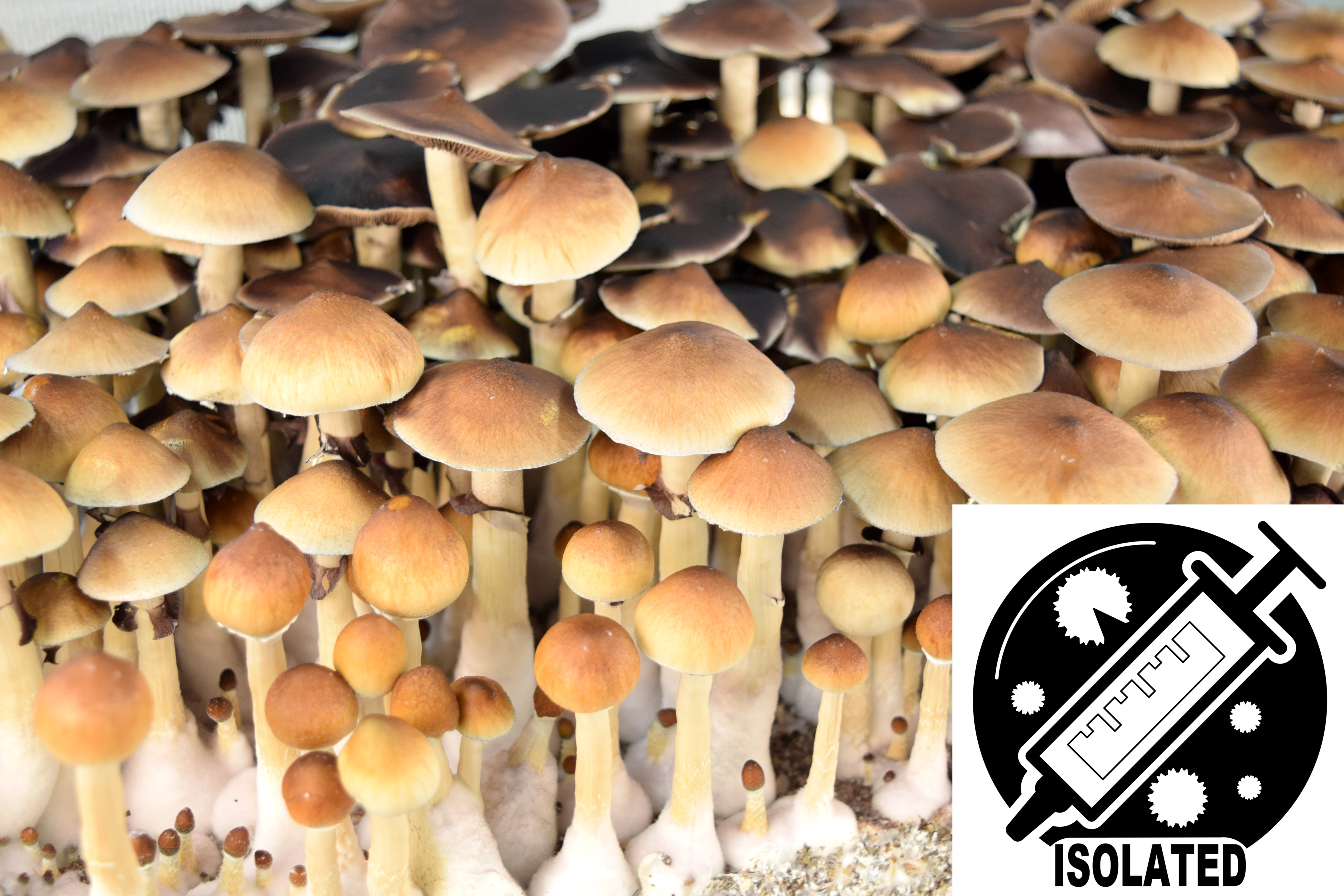 Psilocybe cubensis : Treasure Coast Spore Isolate Syringe