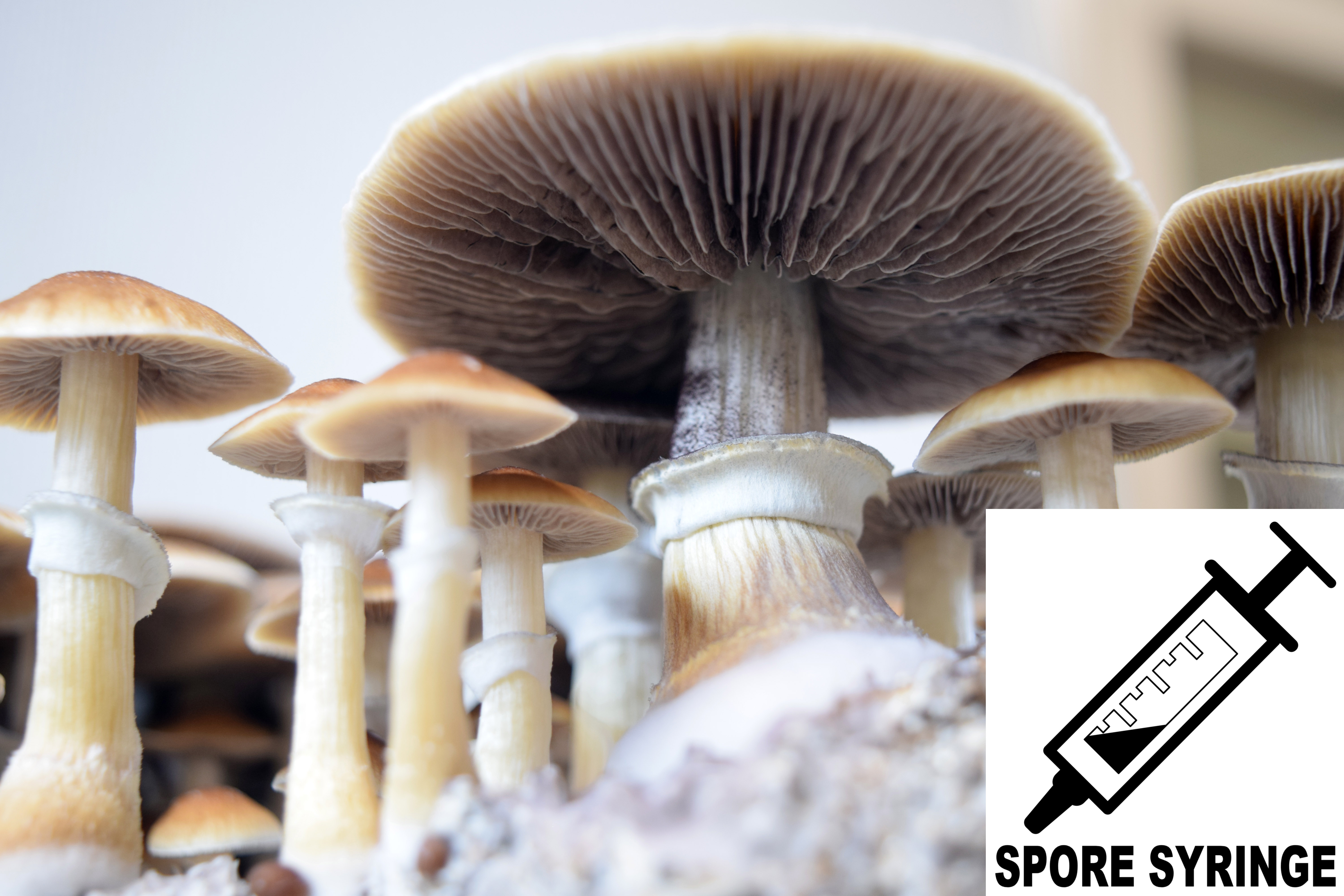 Psilocybe cubensis : Pink Buffalo Spore Syringe (MS) Psilocybe cubensis : Pink Buffalo Spore Syringe (MS)