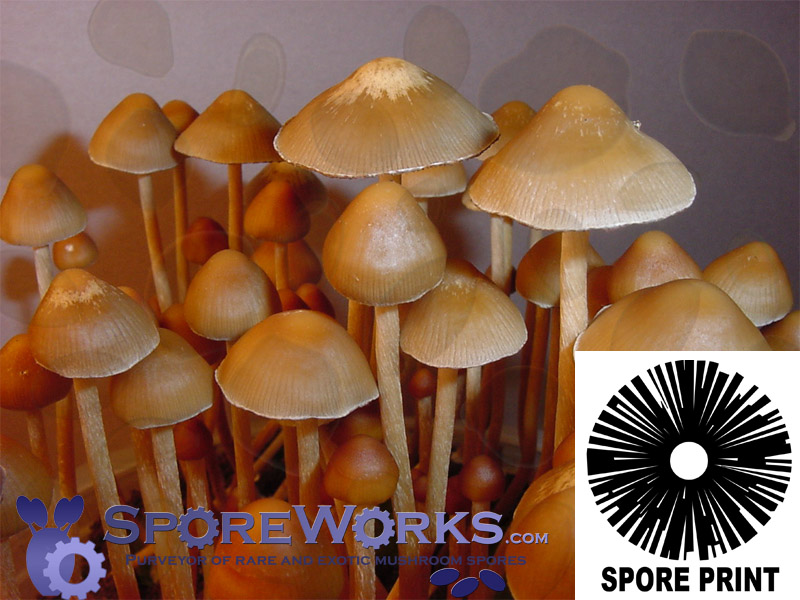 Psilocybe mexicana : Strain-A(TM) Spore Print Psilocybe mexicana : Strain-A(TM) Spore Print