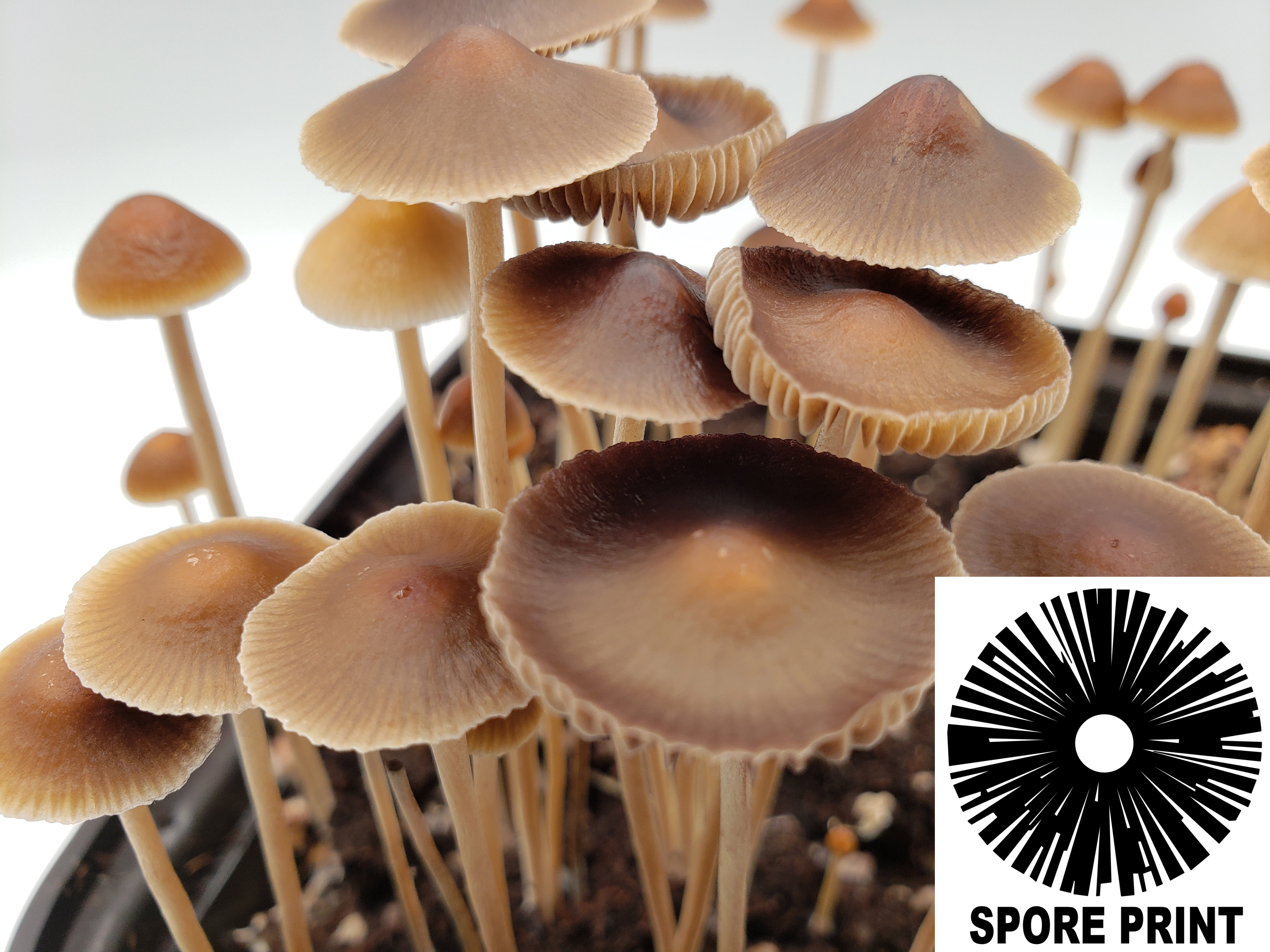 Psilocybe samuiensis : Spore Print Psilocybe samuiensis : Spore Print