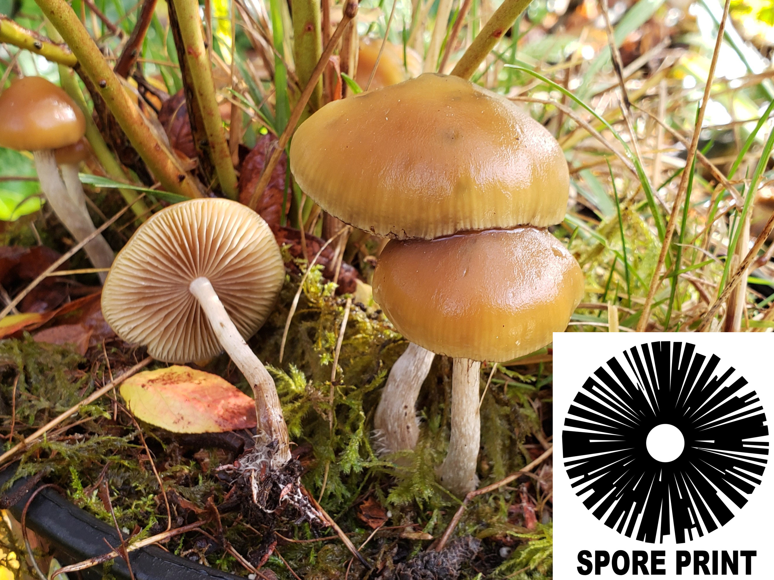 Psilocybe allenii - Cyclone Psilocybe Spore Print Psilocybe allenii - Cyclone Psilocybe Spore Print