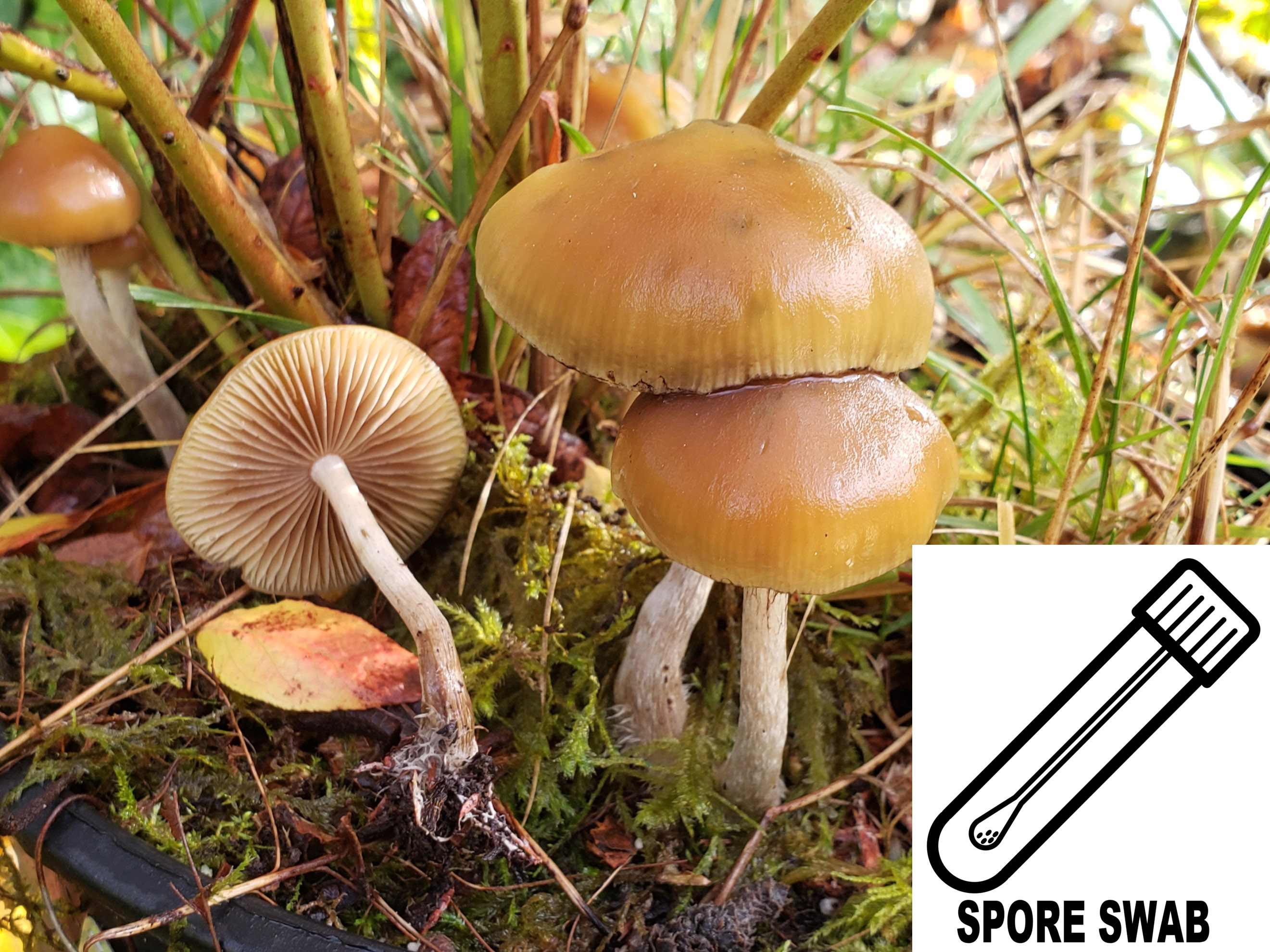 Psilocybe allenii - Cyclone Psilocybe Spore Swab Psilocybe allenii - Cyclone Psilocybe Spore Swab
