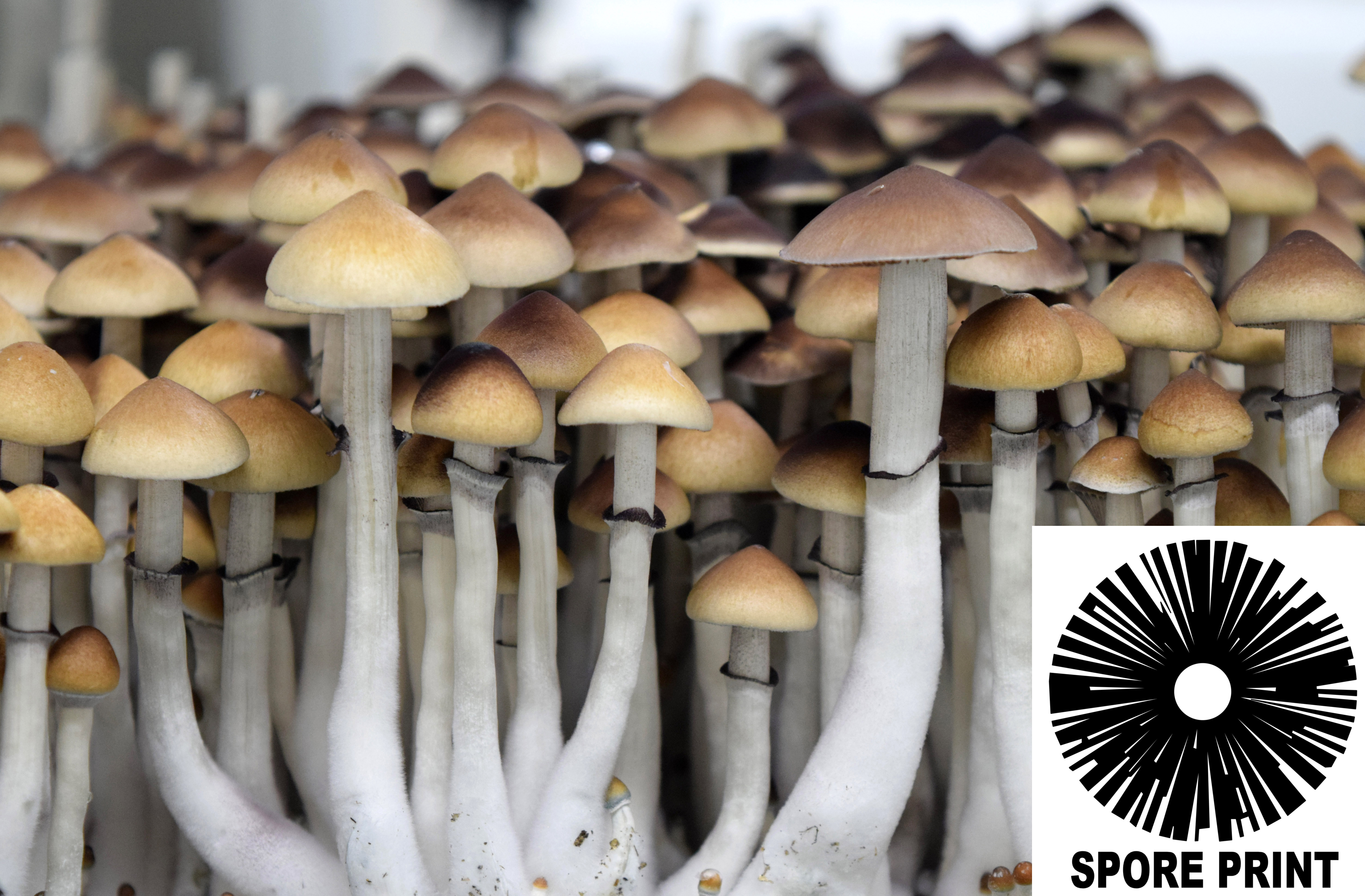 Psilocybe cubensis : A Strain Spore Print Psilocybe cubensis : A Strain Spore Print