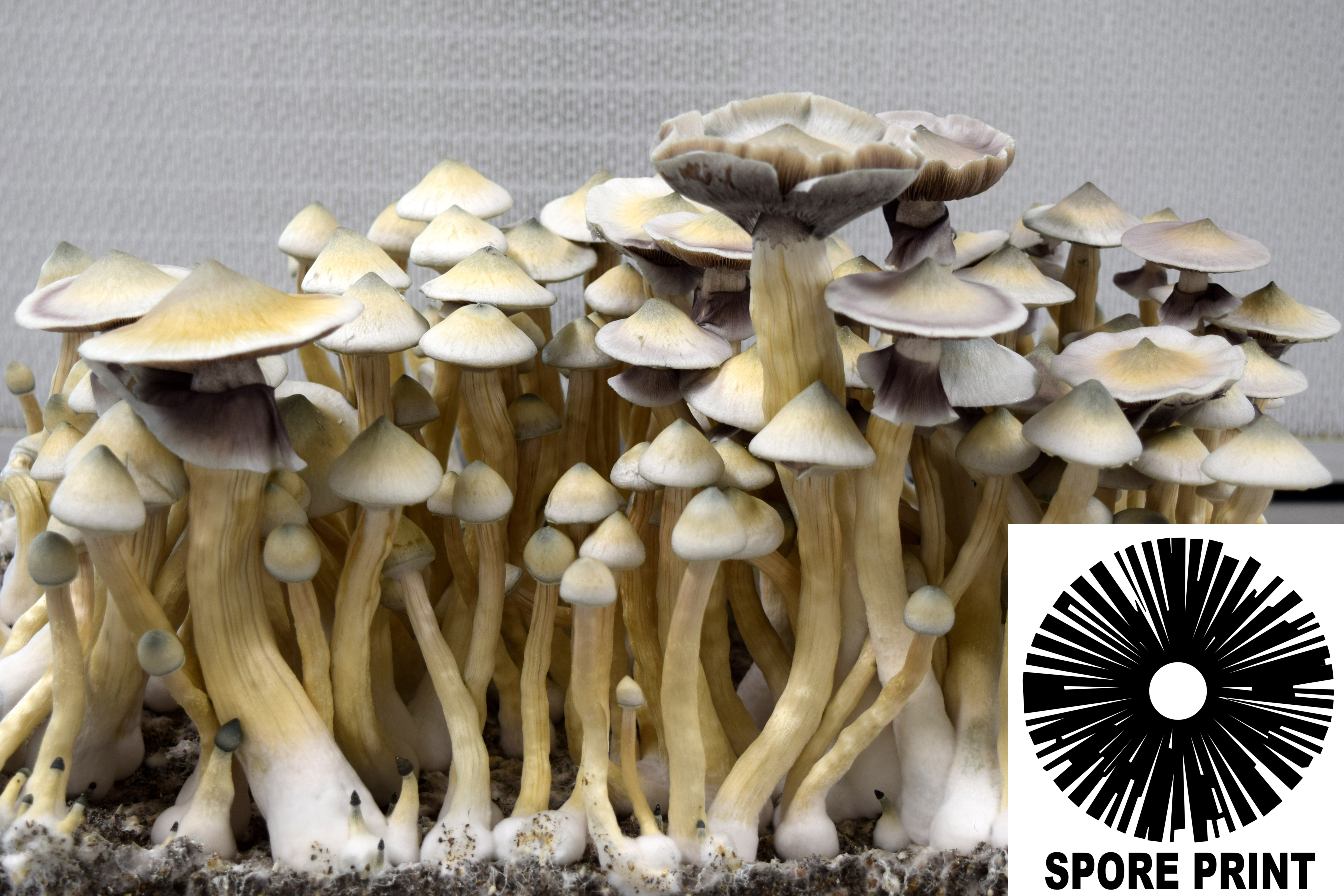 Psilocybe cubensis : Albino (Leucistic) A+ Spore Print Psilocybe cubensis : Albino (Leucistic) A+ Spore Print
