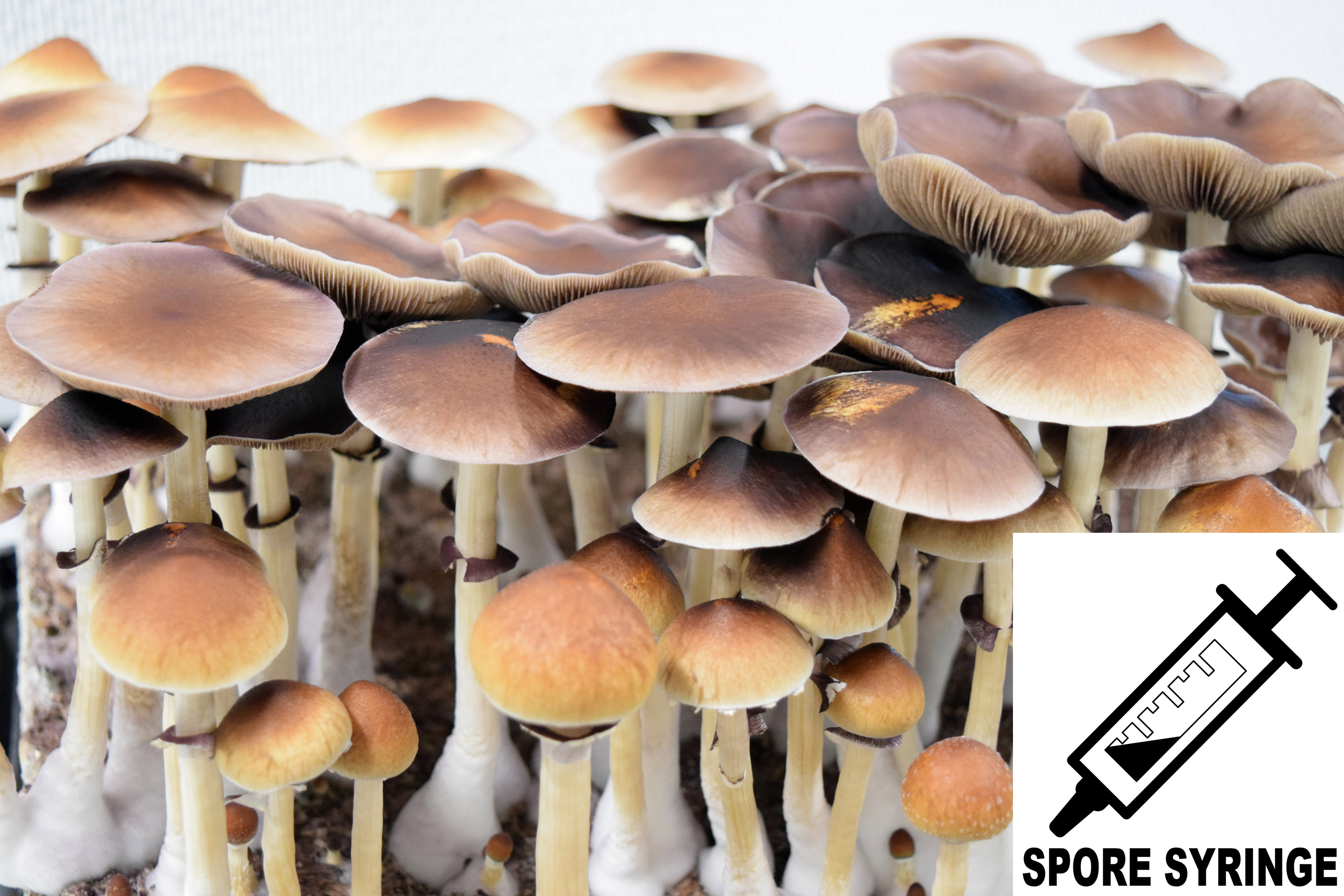Psilocybe cubensis : B+ Strain Spore Syringe (MS) Psilocybe cubensis : B+ Strain Spore Syringe (MS)