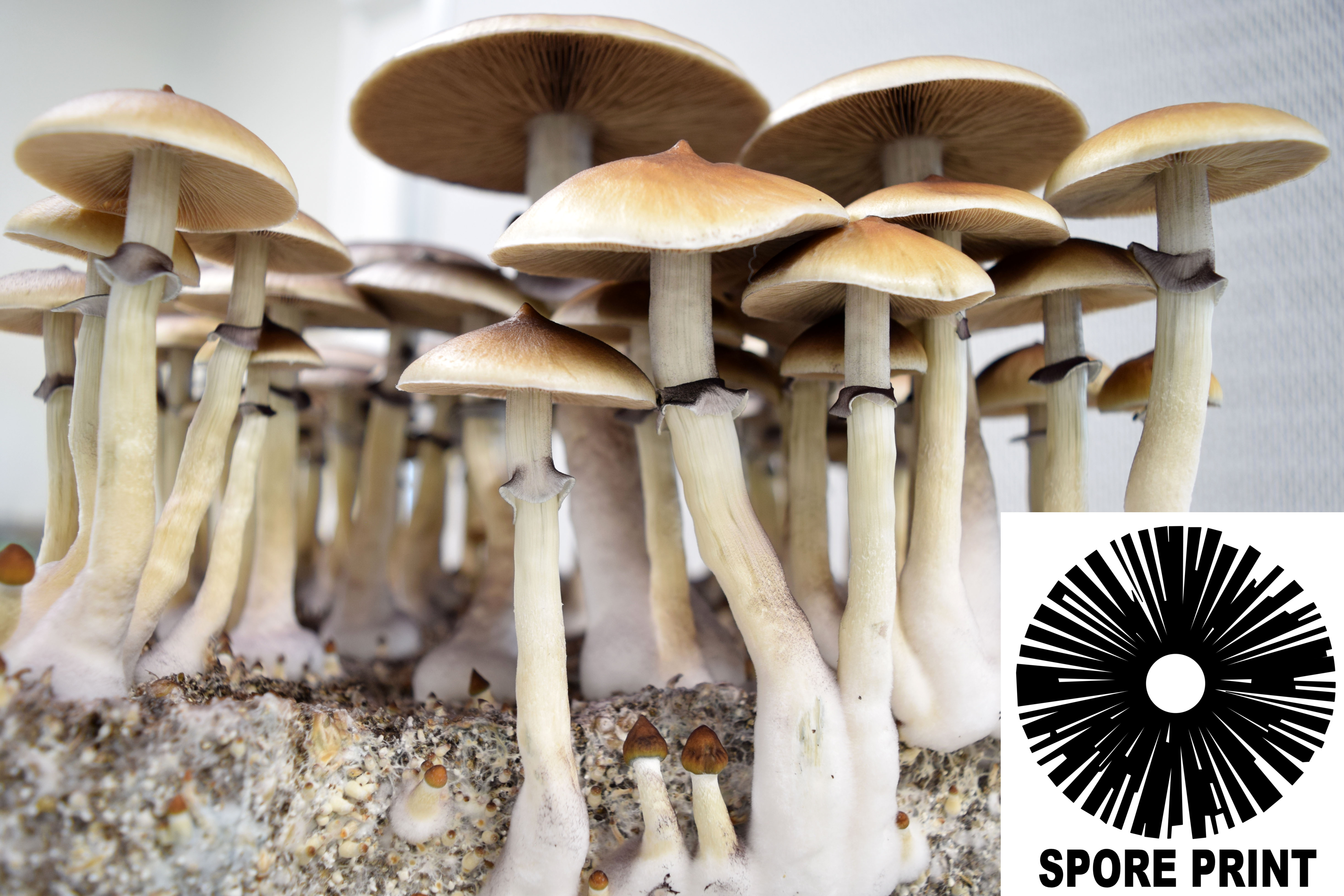 Psilocybe cubensis : Corumba Brazil Spore Print Psilocybe cubensis : Corumba Brazil Spore Print