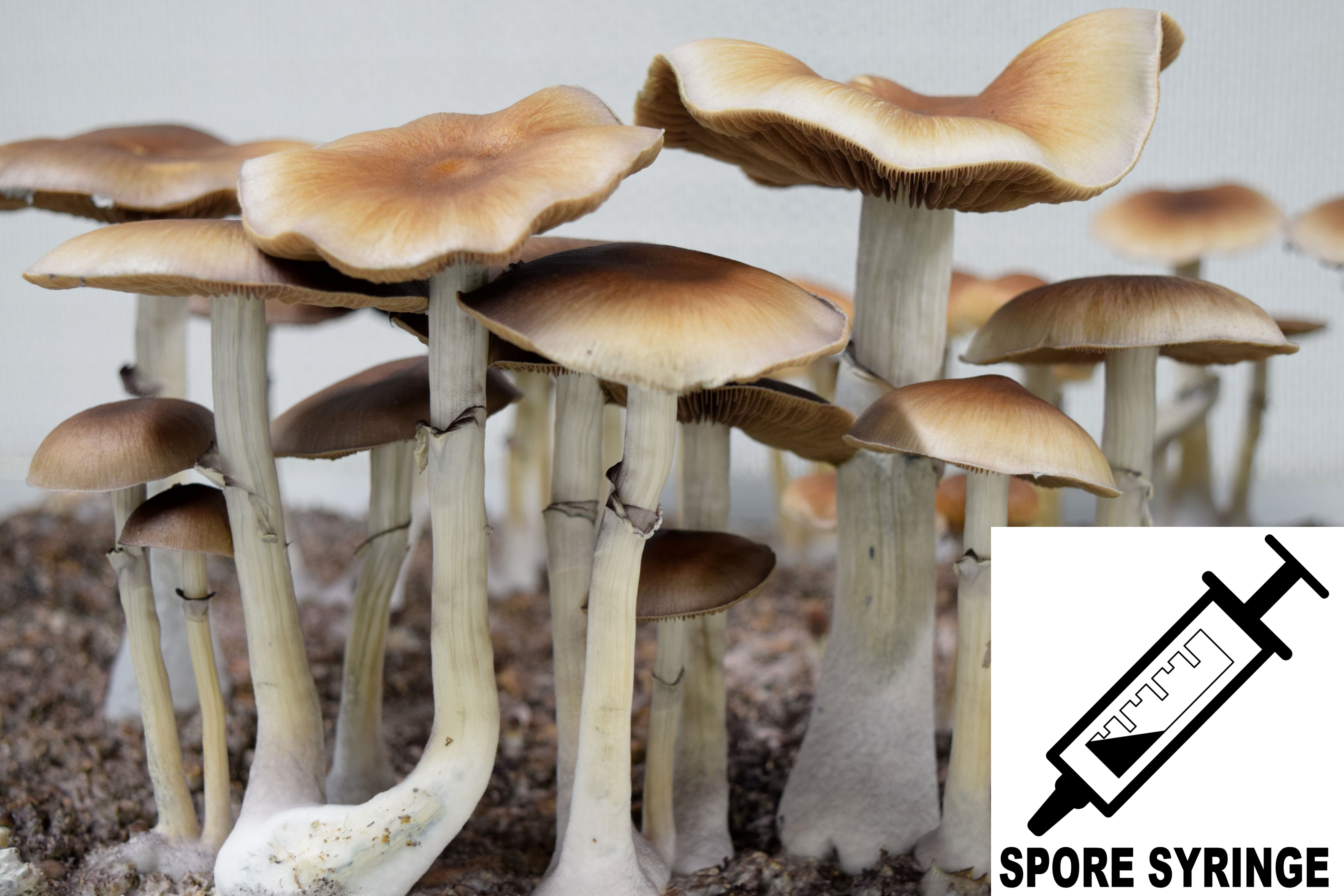 Psilocybe cubensis : Cambodian Spore Syringe (MS) Psilocybe cubensis : Cambodian Spore Syringe (MS)