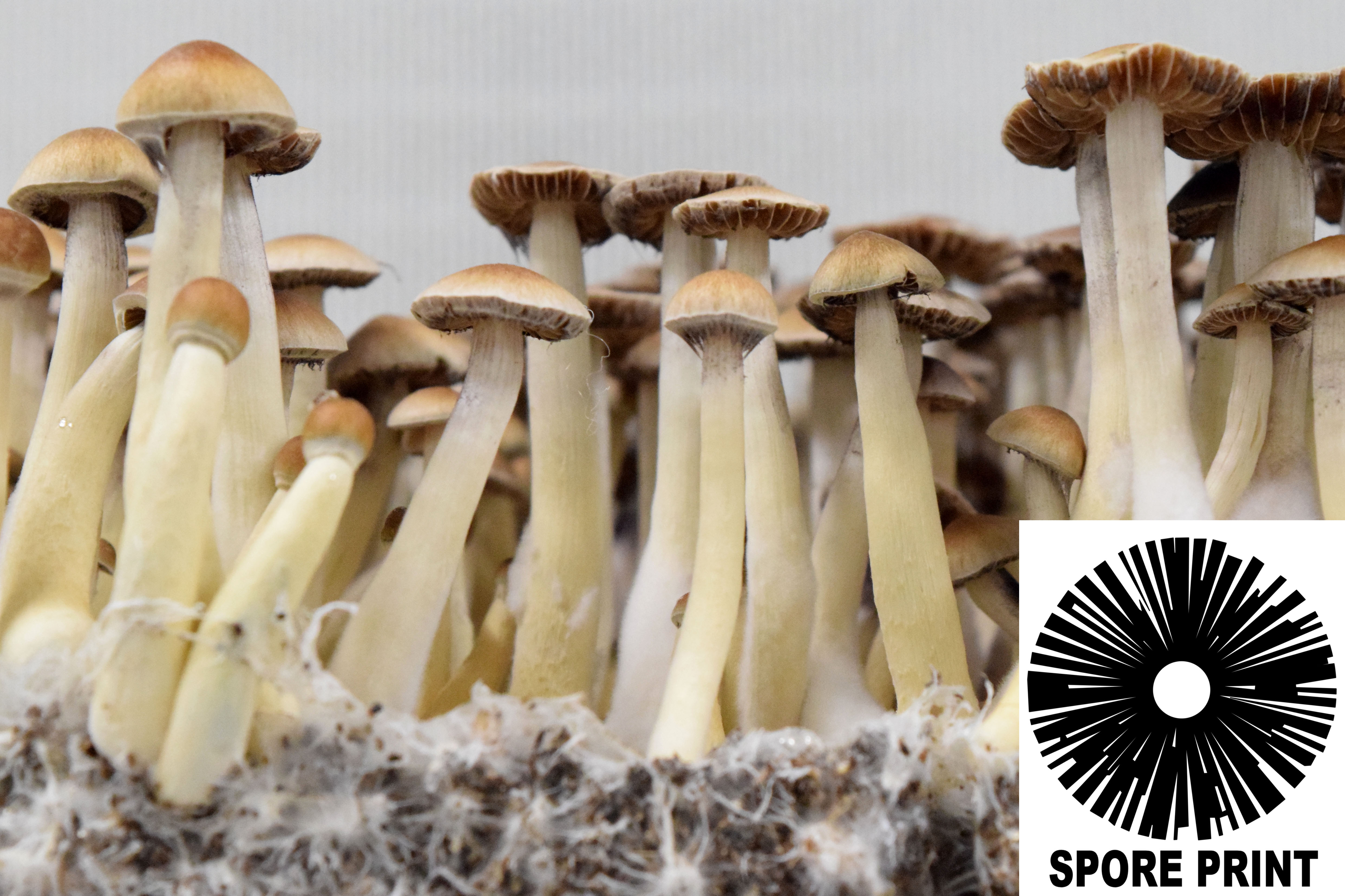 Psilocybe cubensis : Nepal, Chitwan Spore Print Psilocybe cubensis : Nepal, Chitwan Spore Print