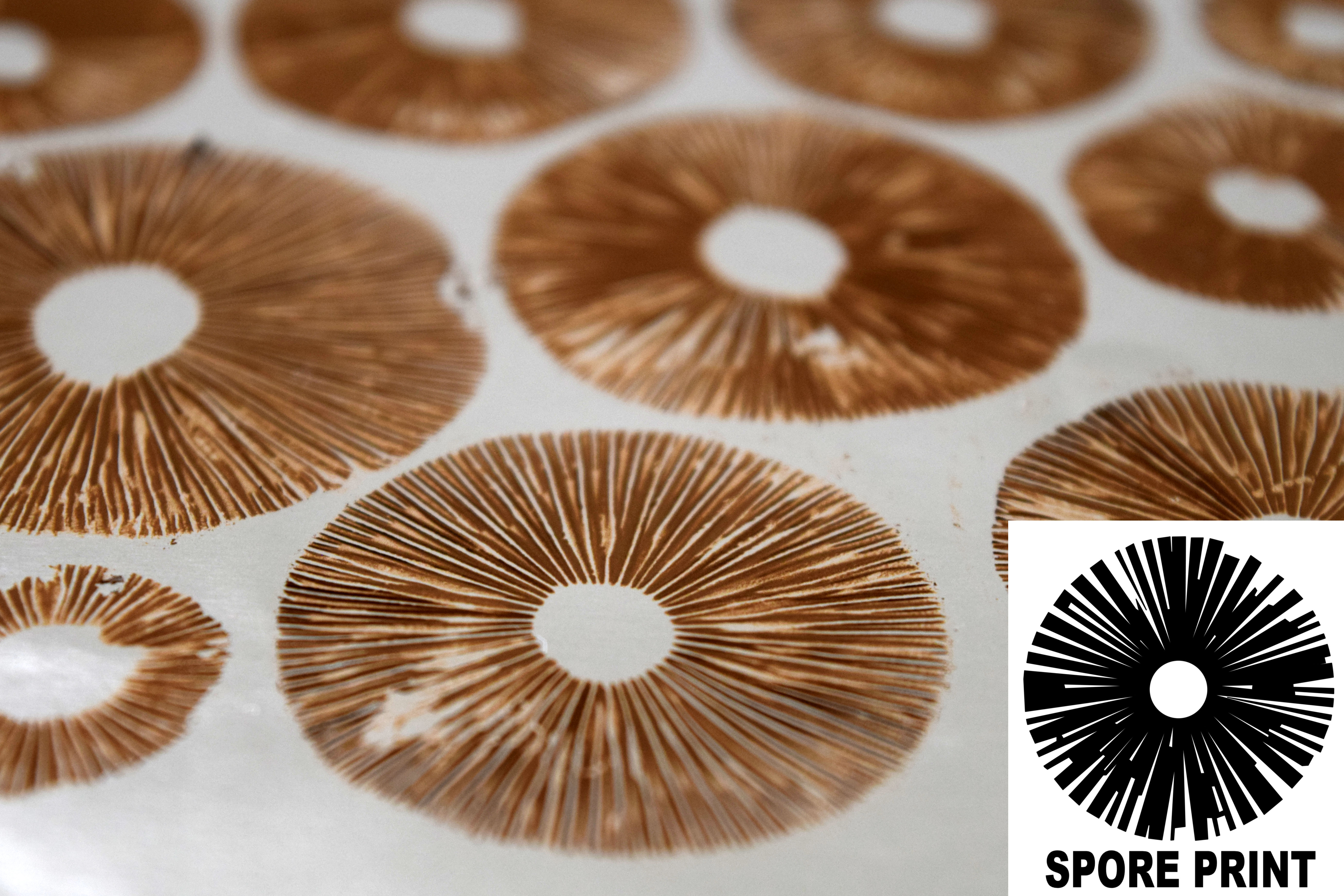 Psilocybe cubensis : Colombian Rust Spore Print Psilocybe cubensis : Colombian Rust Spore Print