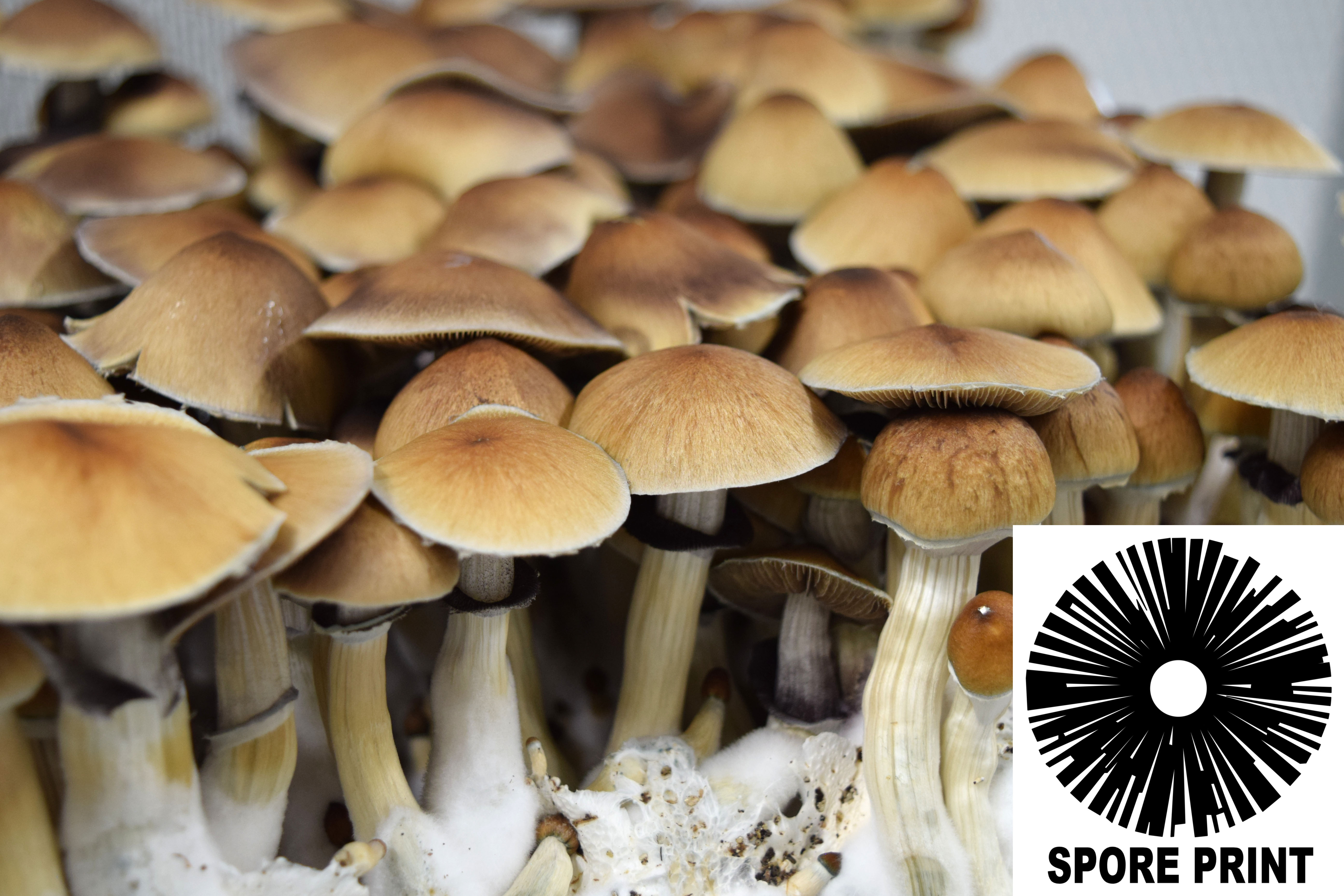 Psilocybe cubensis : Huautla Spore Print Psilocybe cubensis : Huautla Spore Print