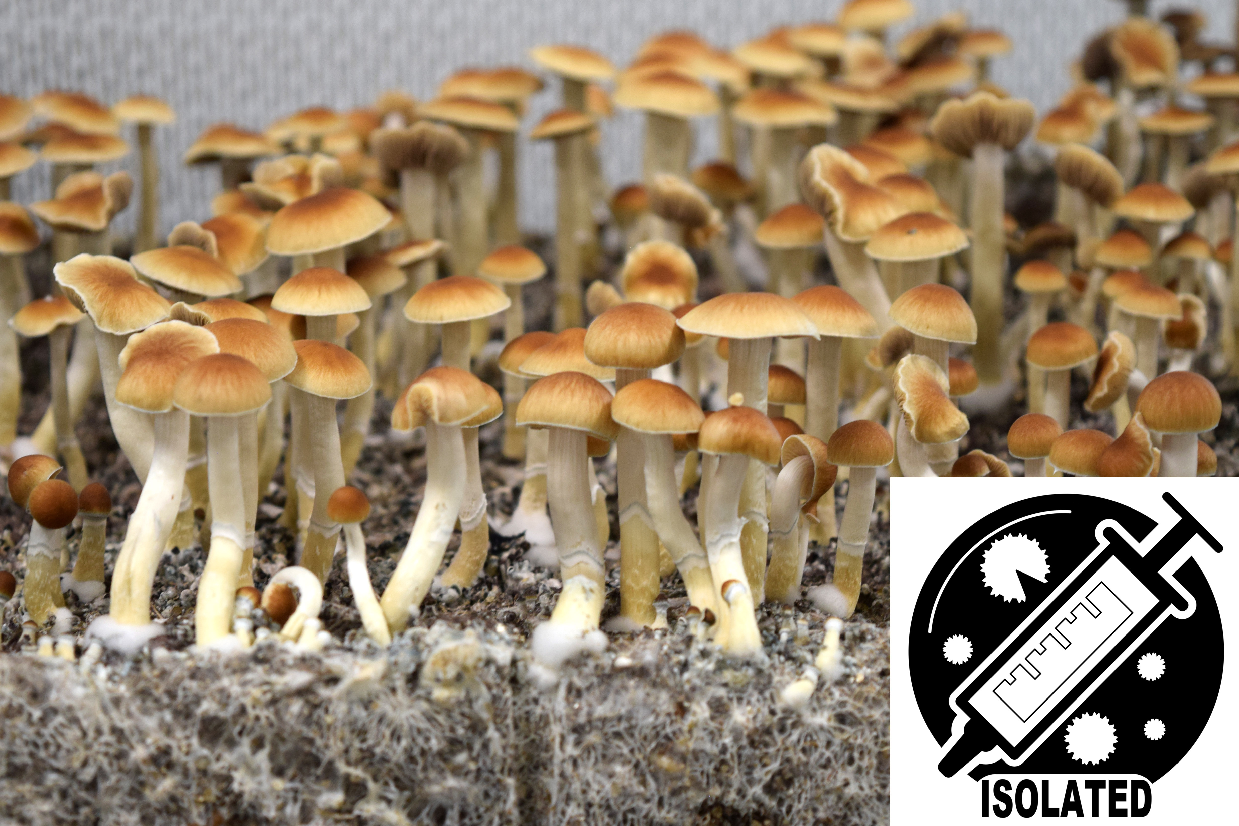 Psilocybe cubensis : Malabar Coast Spore Isolate Syringe Psilocybe cubensis : Malabar Coast Spore Isolate Syringe