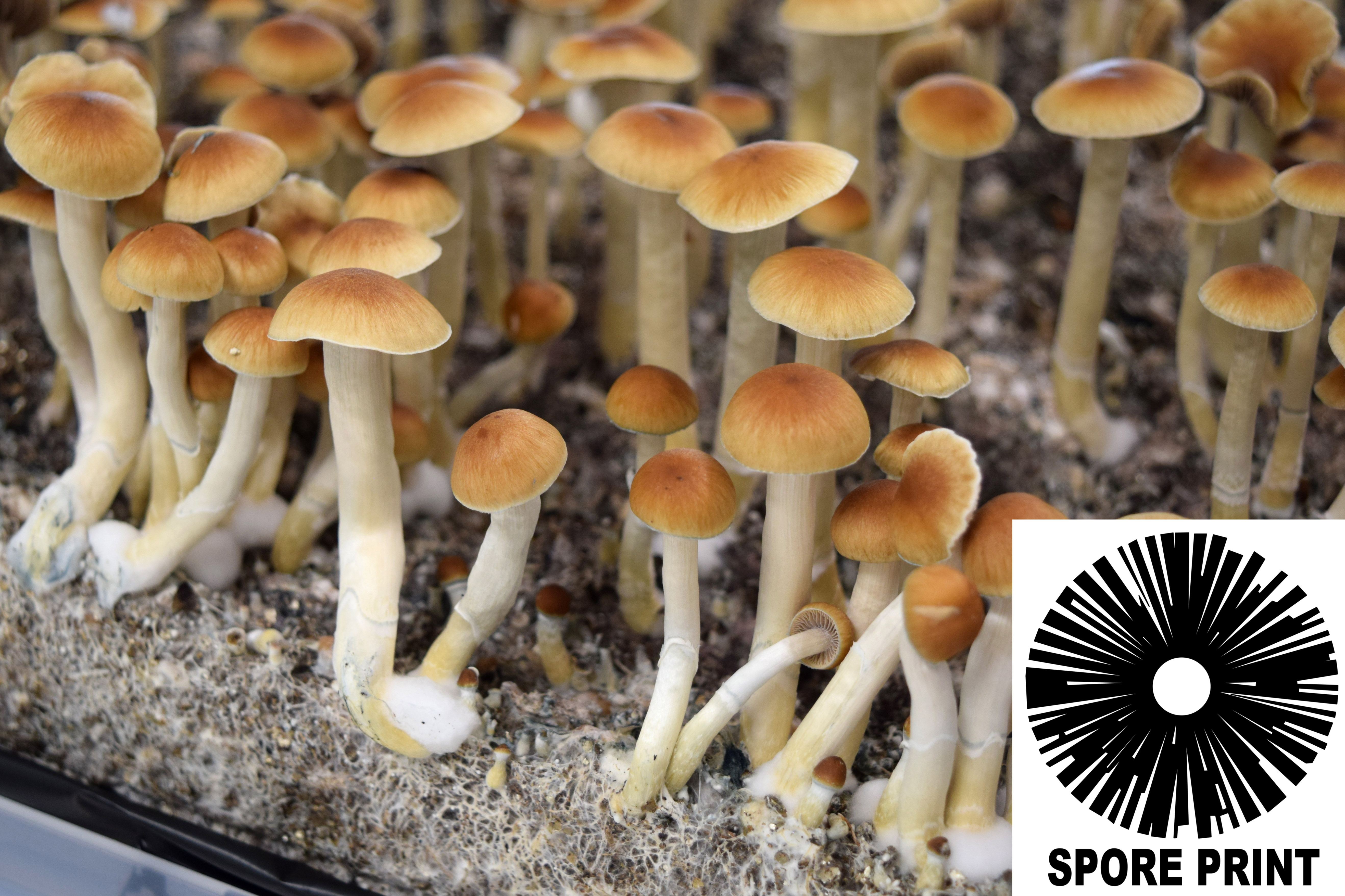 Psilocybe cubensis : Malabar Coast Spore Print Psilocybe cubensis : Malabar Coast Spore Print