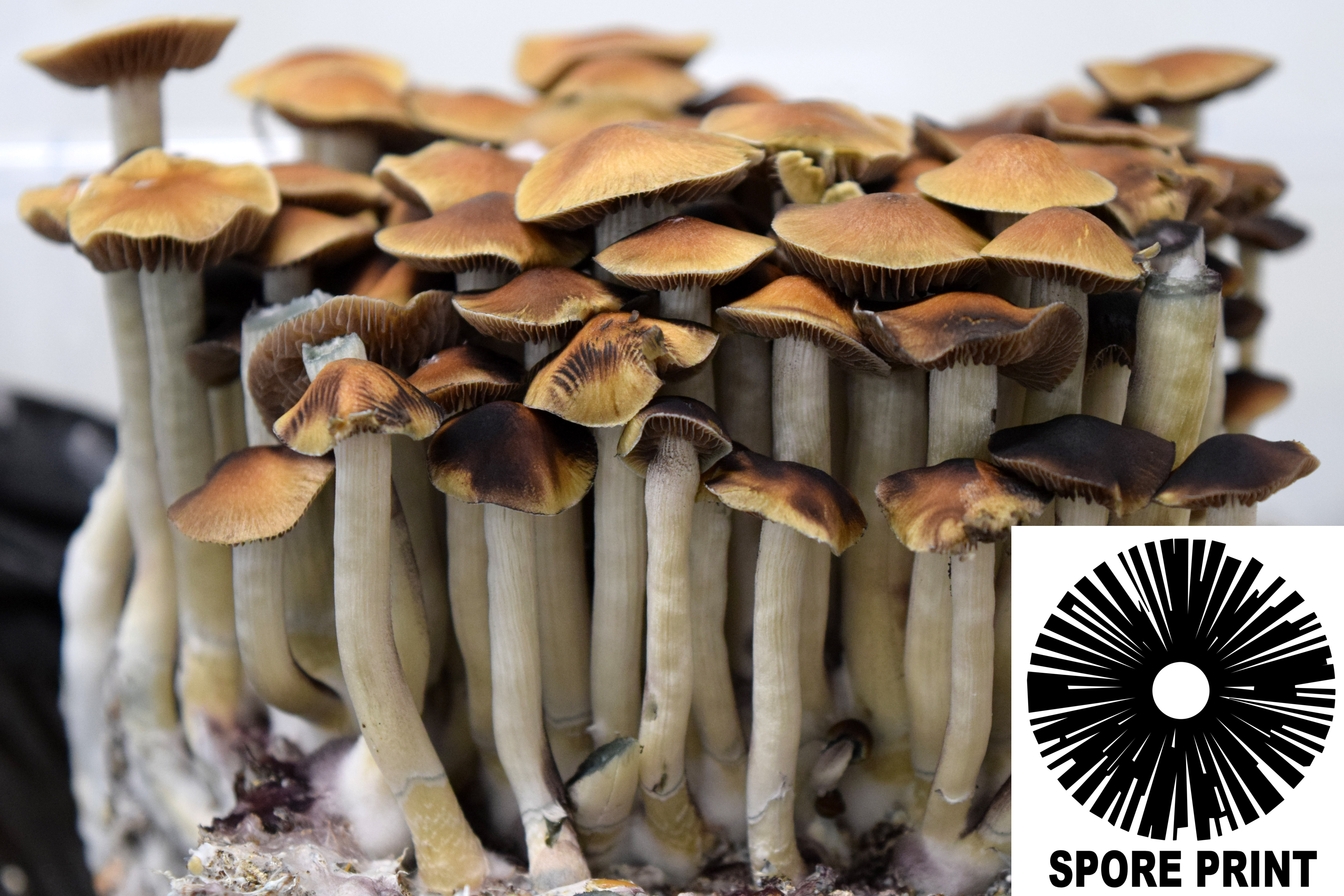 Psilocybe cubensis : Mazatec Spore Print Psilocybe cubensis : Mazatec Spore Print