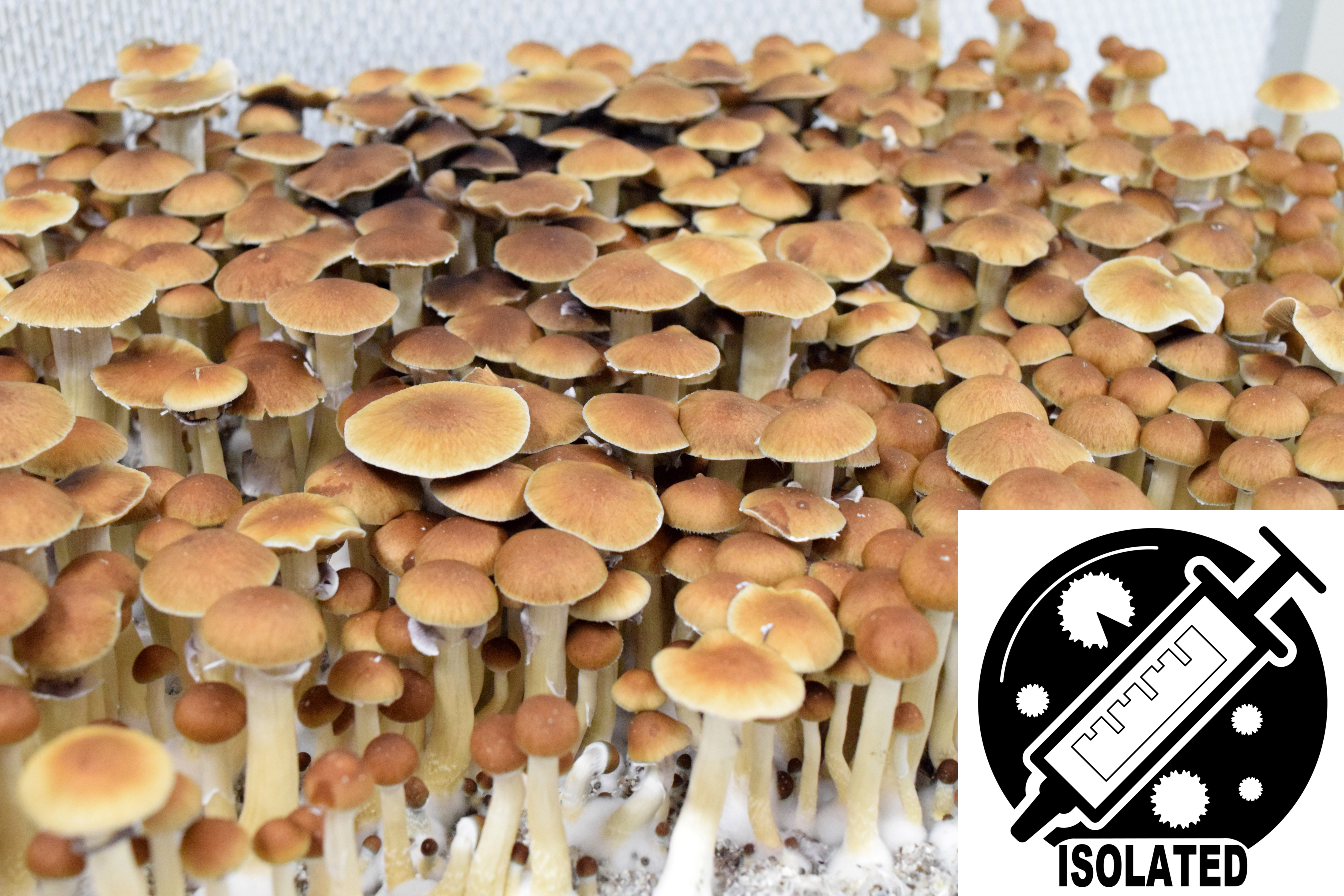 Psilocybe cubensis : Mazatec Spore Isolate Syringe Psilocybe cubensis : Mazatec Spore Isolate Syringe