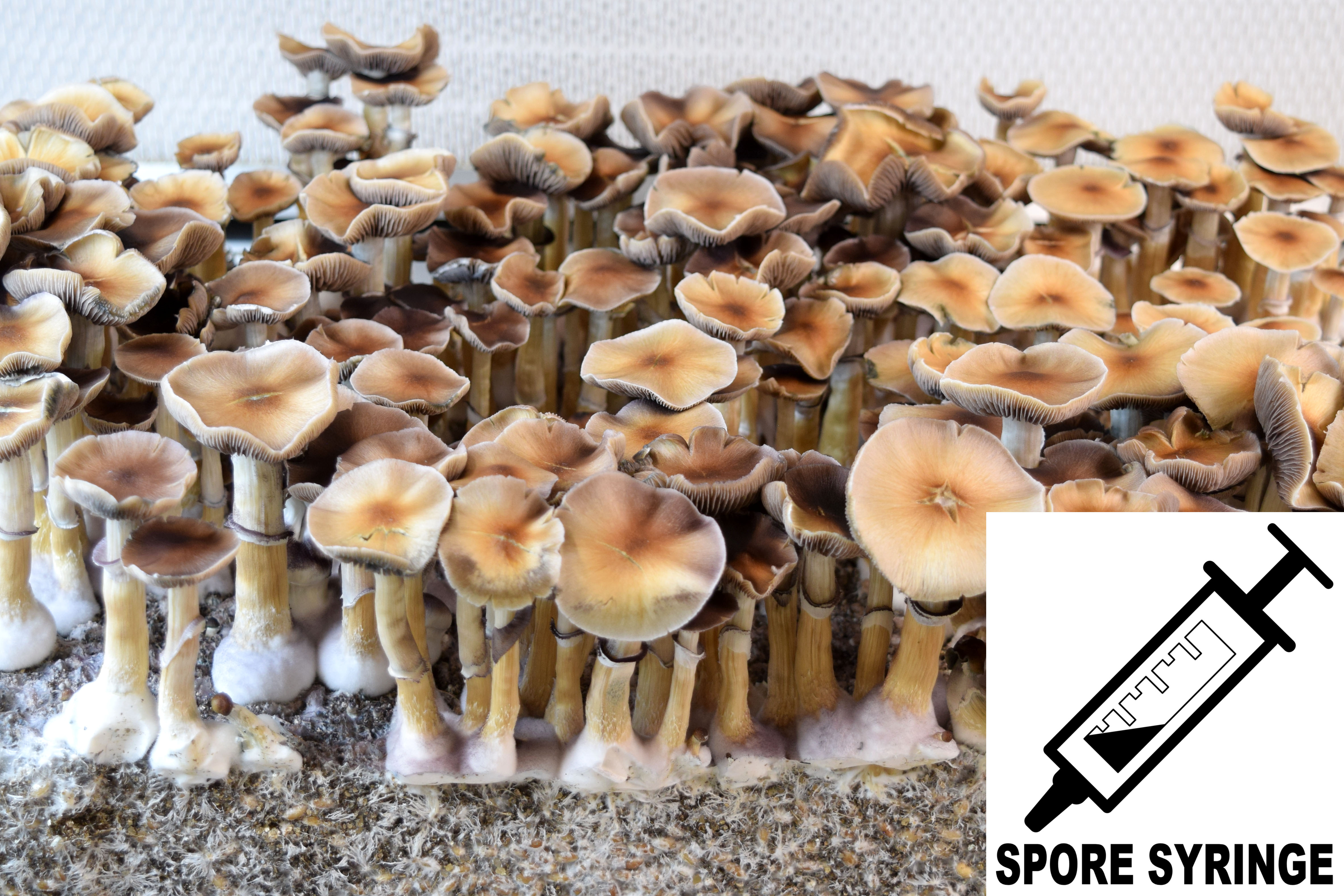 Psilocybe cubensis : Oak Ridge Spore Syringe (MS) Psilocybe cubensis : Oak Ridge Spore Syringe (MS)