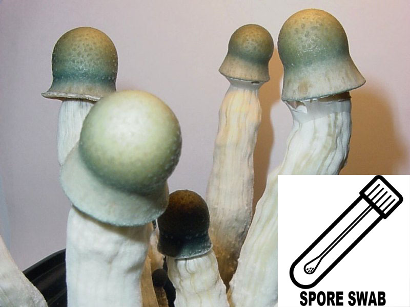 Psilocybe cubensis : Penis Envy Uncut Spore Swab Psilocybe cubensis : Penis Envy Uncut Spore Swab