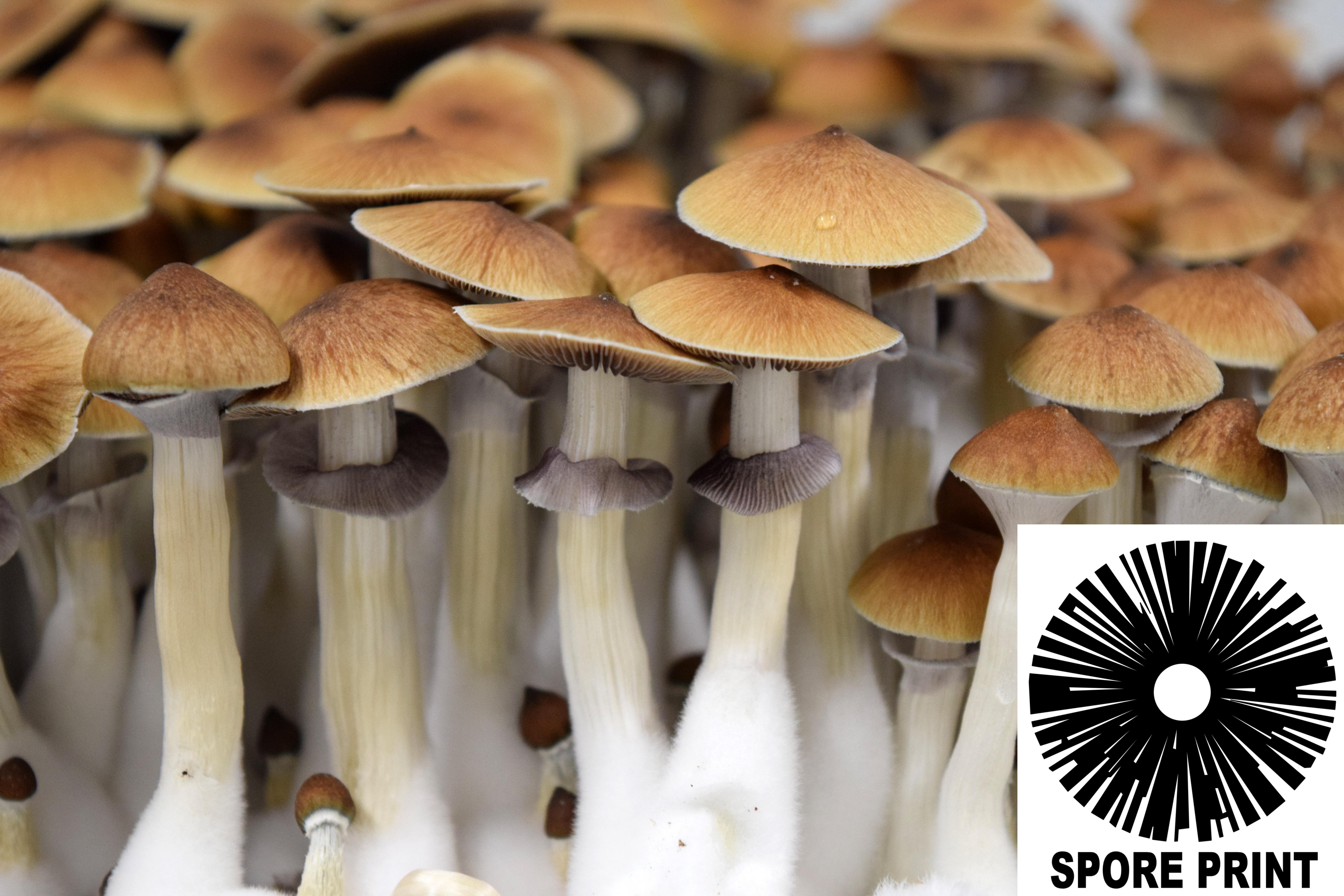 Psilocybe cubensis : PES Amazonian Spore Print Psilocybe cubensis : PES Amazonian Spore Print