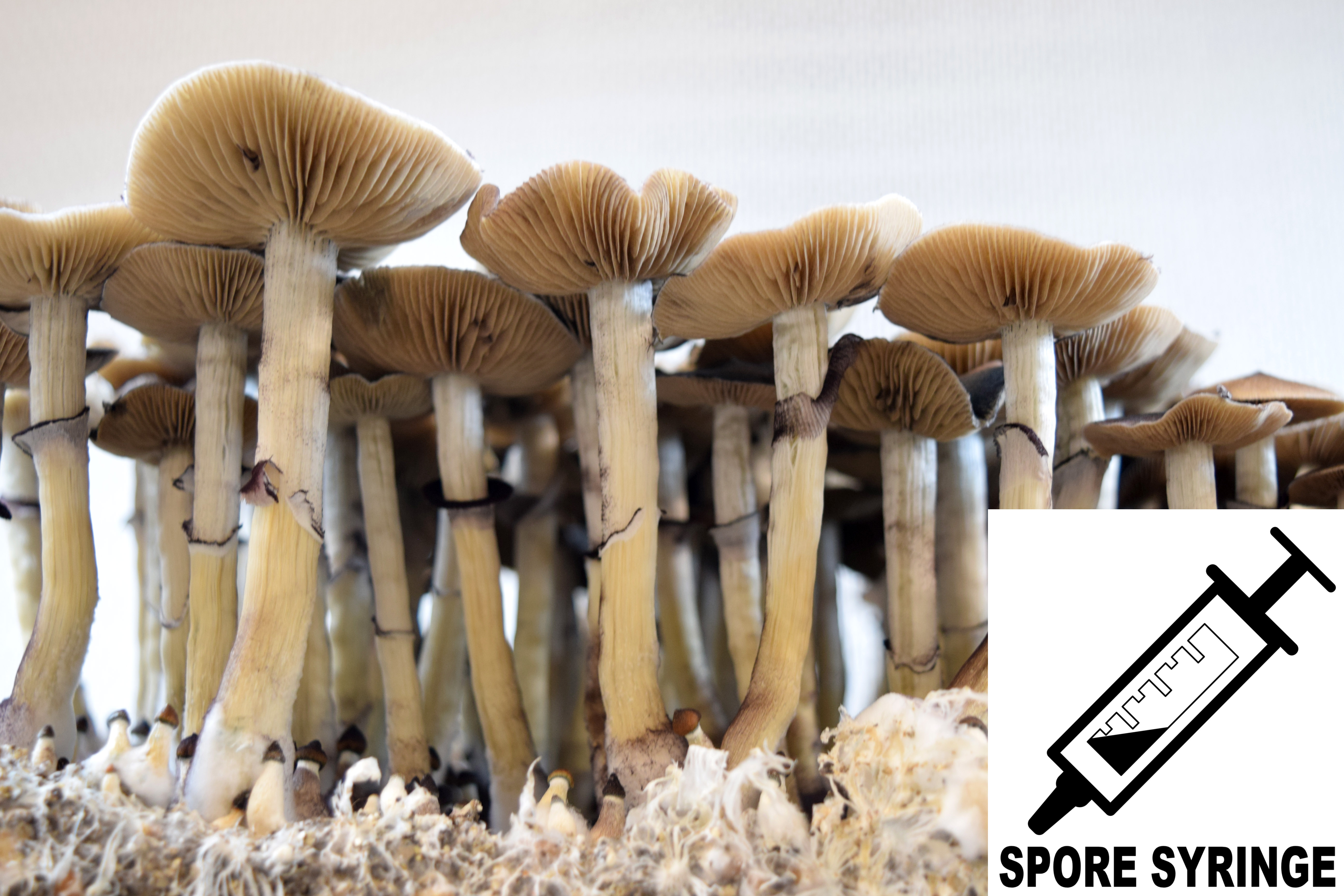 Psilocybe cubensis : PES Hawaiian Spore Syringe (MS) Psilocybe cubensis : PES Hawaiian Spore Syringe (MS)