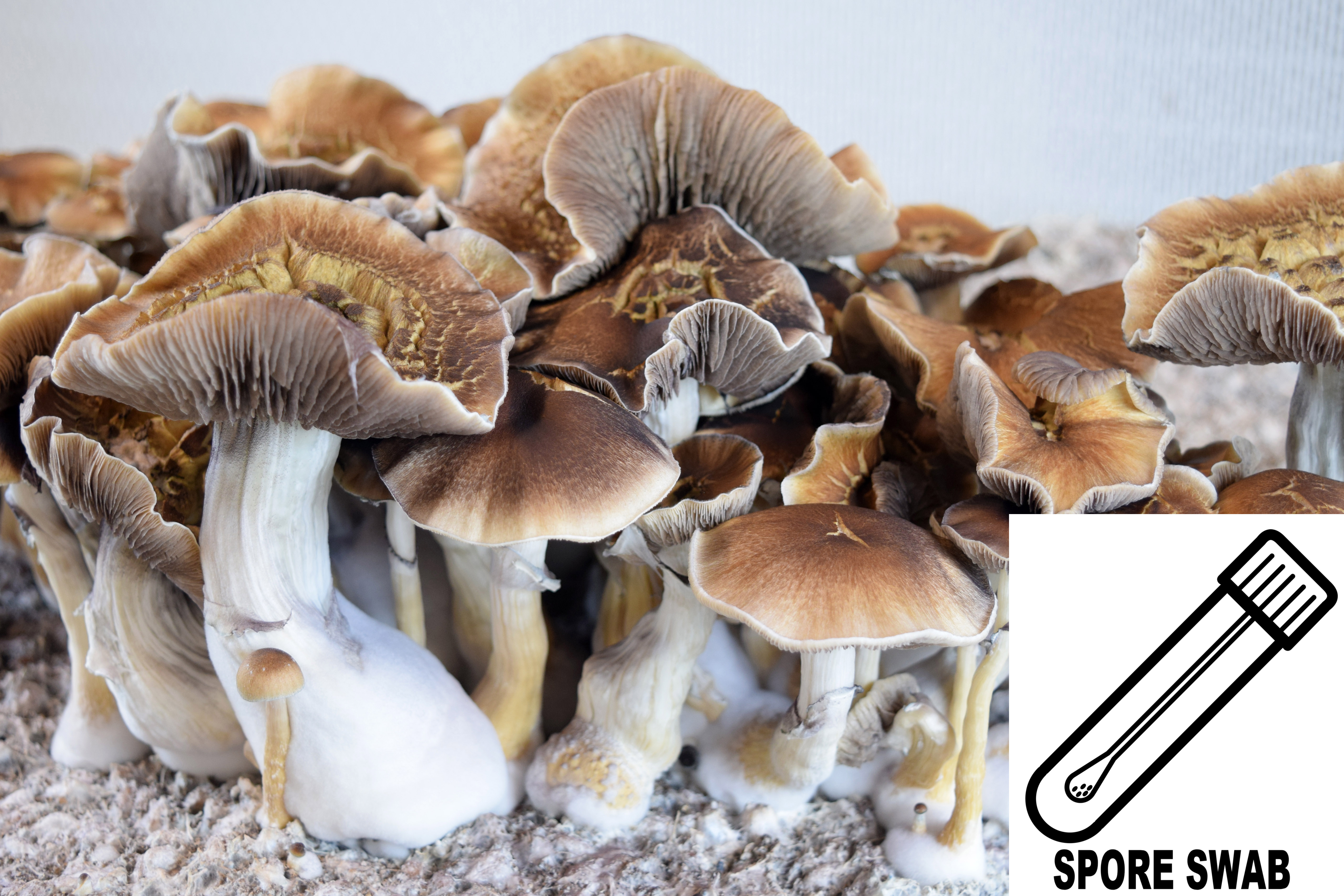 Psilocybe cubensis : Tidal Wave Spore Swab Psilocybe cubensis : Tidal Wave Spore Swab