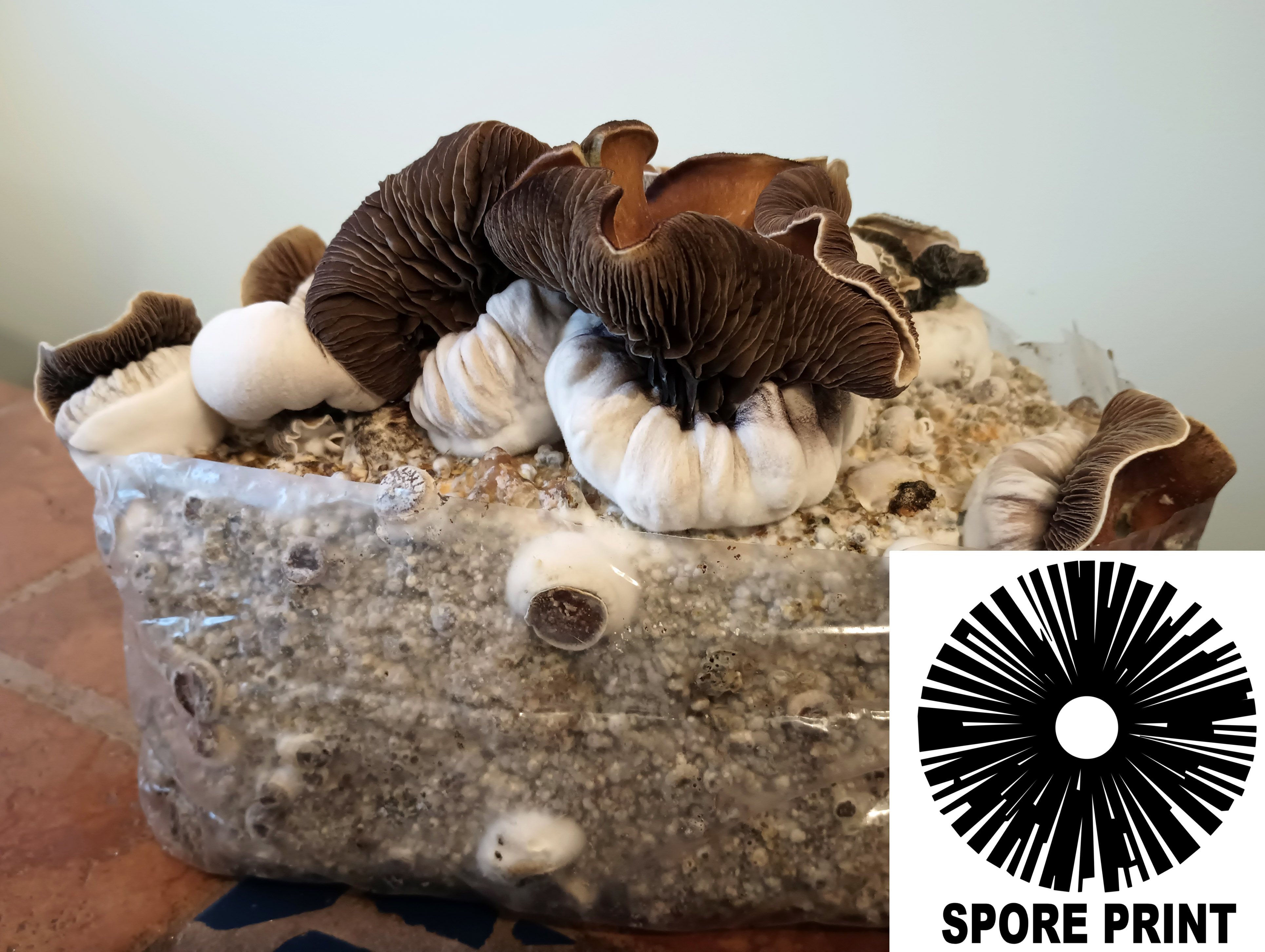 Psilocybe cubensis : KSSS Spore Print Psilocybe cubensis : KSSS Spore Print