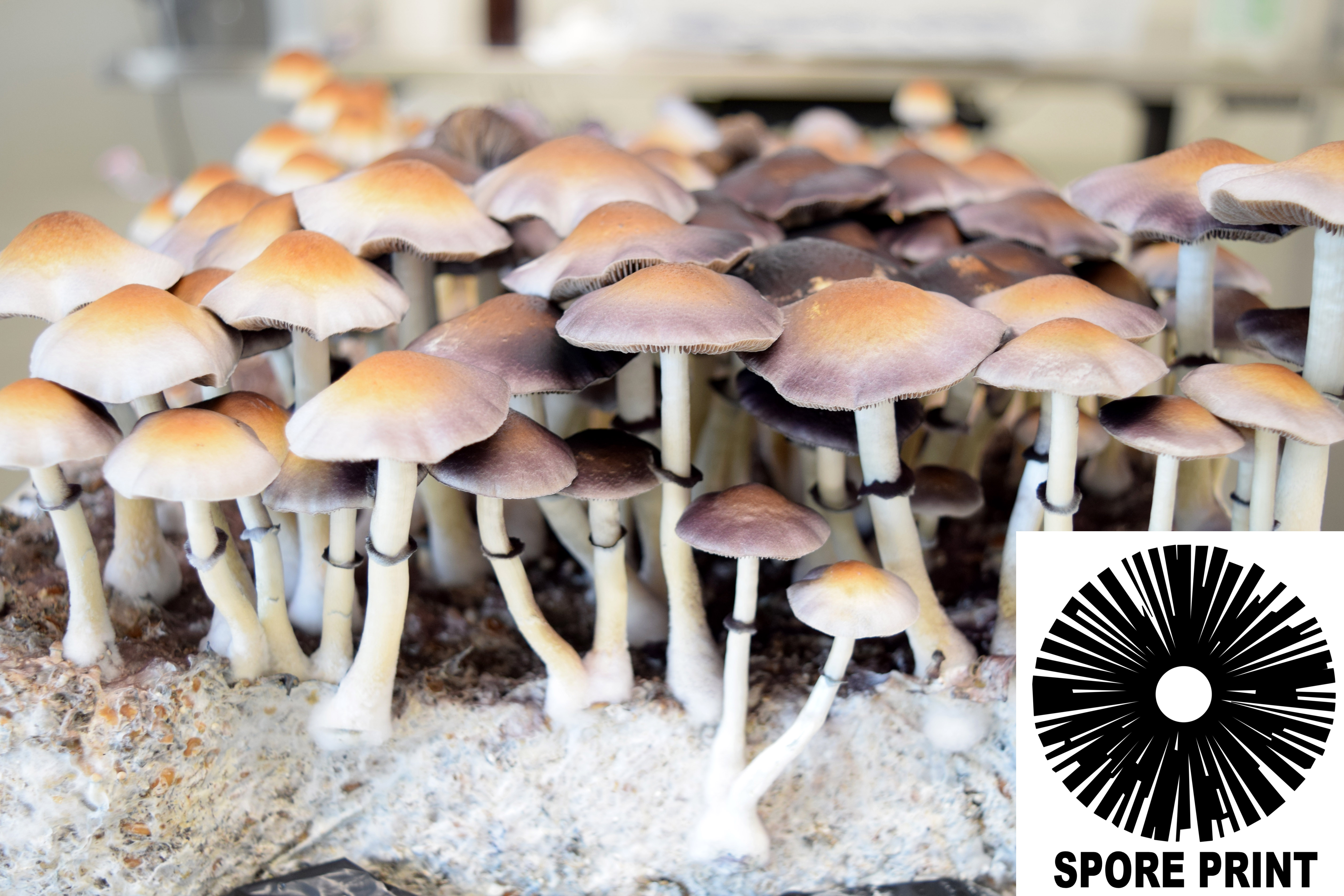 Psilocybe ochraceocentrata nom. prov. : Natal Super Strain Spore Print  Psilocybe ochraceocentrata nom. prov. : Natal Super Strain Spore Print