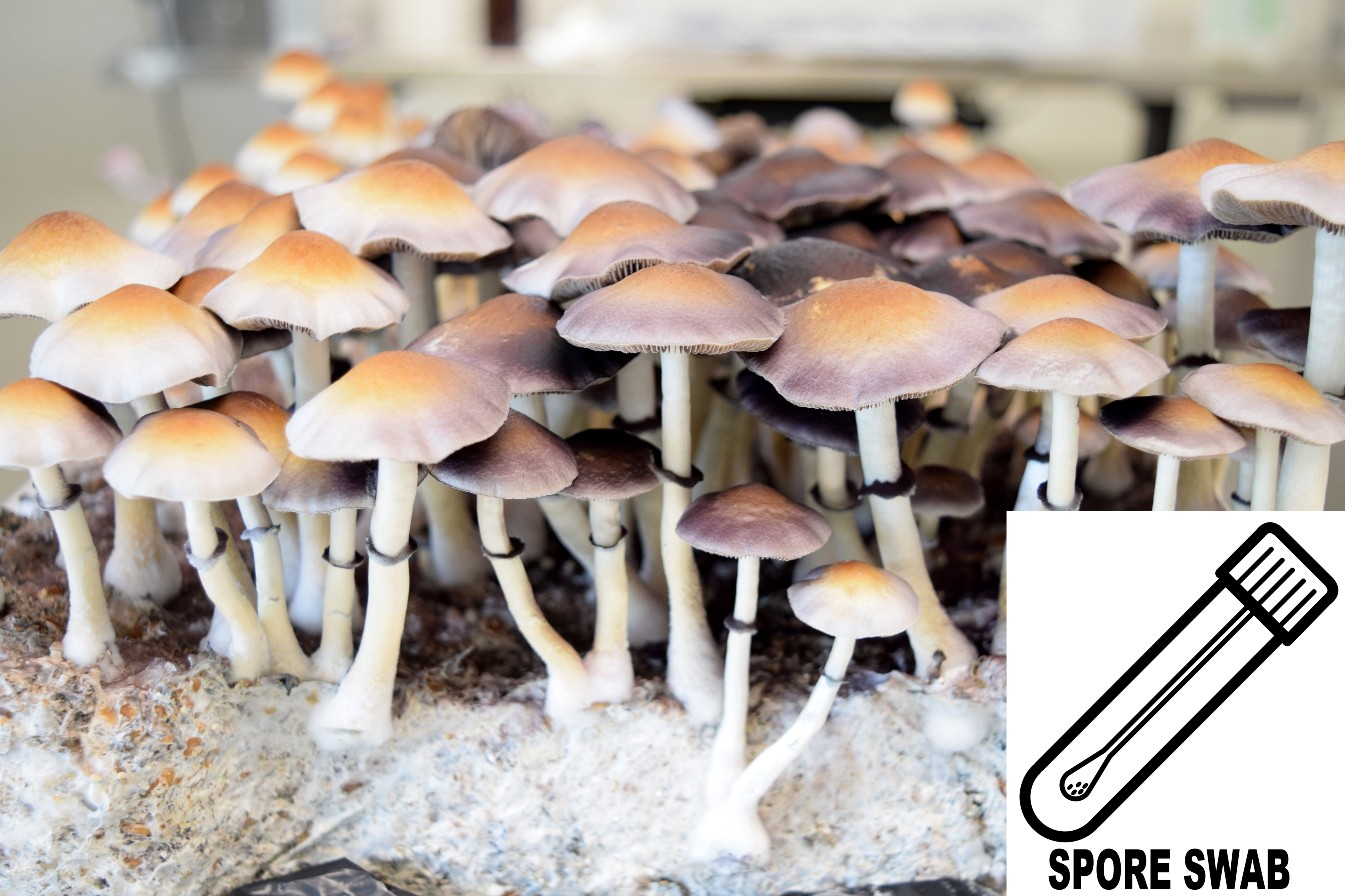 Psilocybe ochraceocentrata nom. prov. : Natal Super Strain Spore Swab  Psilocybe ochraceocentrata nom. prov. : Natal Super Strain Spore Swab