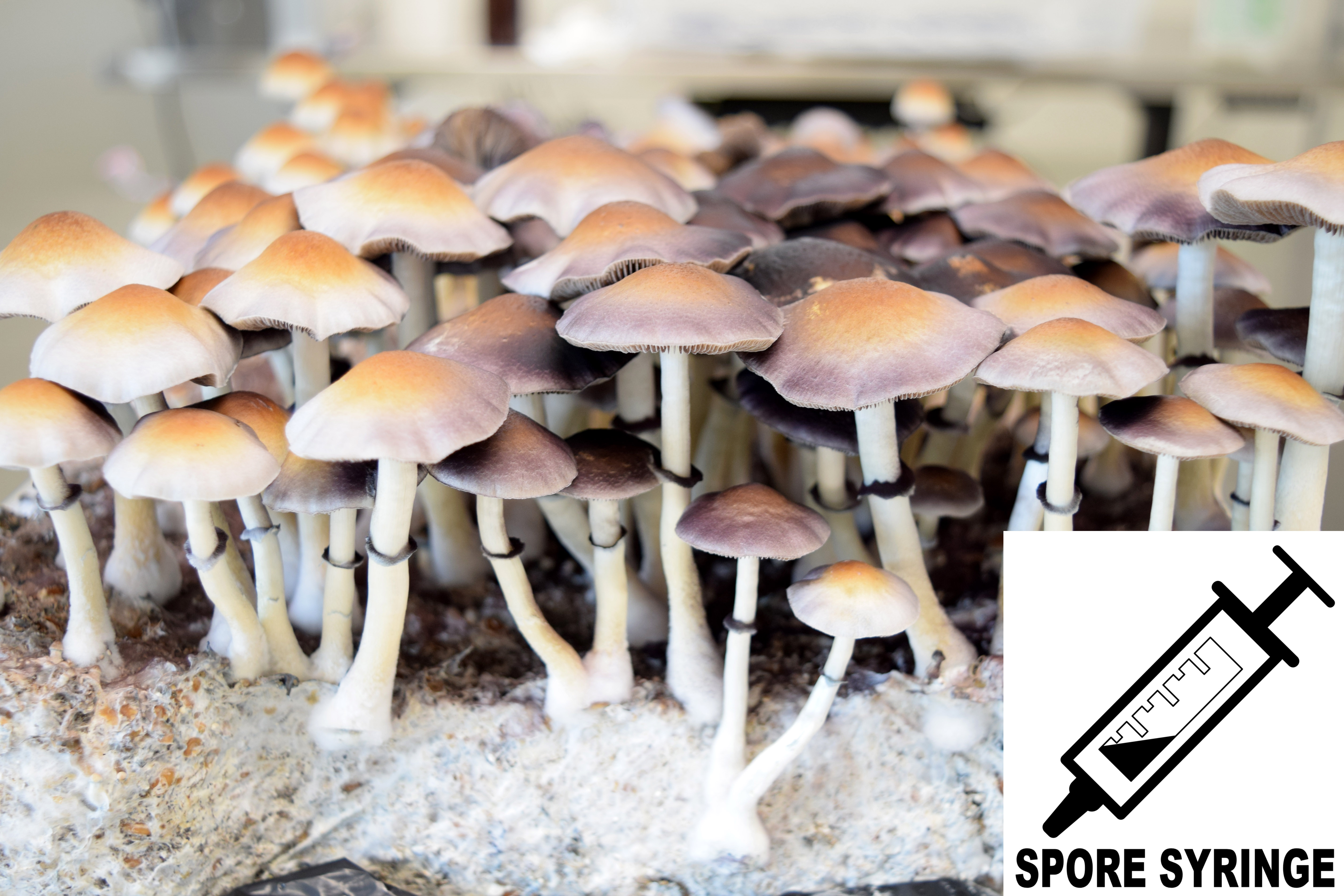 Psilocybe ochraceocentrata nom. prov. : Natal Super Strain Spore Syringe (MS) Psilocybe ochraceocentrata nom. prov. : Natal Super Strain Spore Syringe (MS)