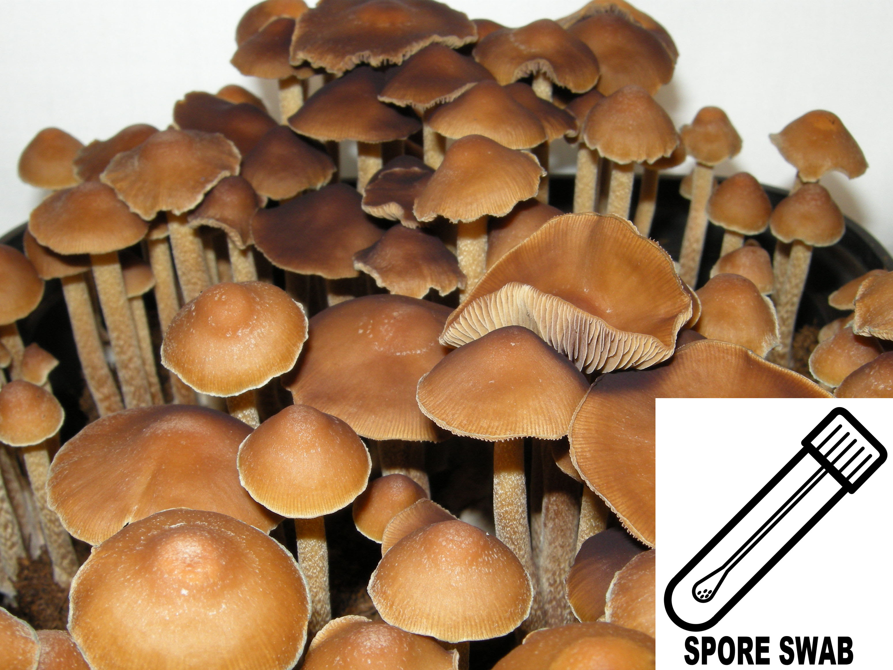 Psilocybe subtropicalis (P. semperviva) Spore Swab Psilocybe subtropicalis (P. semperviva) Spore Swab