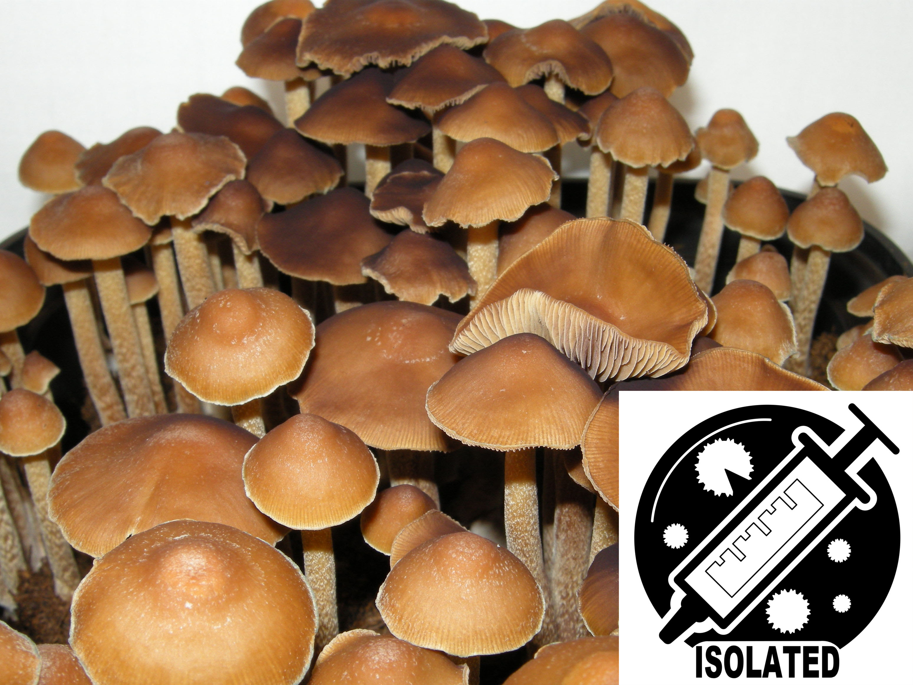 Psilocybe subtropicalis (P. semperviva) Spore Isolate Syringe Psilocybe subtropicalis (P. semperviva) Spore Isolate Syringe