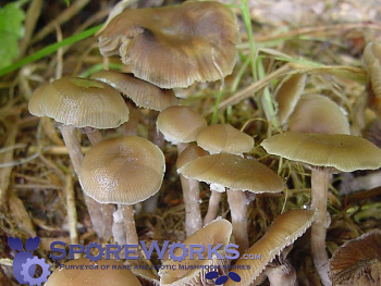 Psilocybe sierrae aka P. subfimetaria  : Dung Blue Ringer Spore Print Psilocybe sierrae aka P. subfimetaria  : Dung Blue Ringer Spore Print