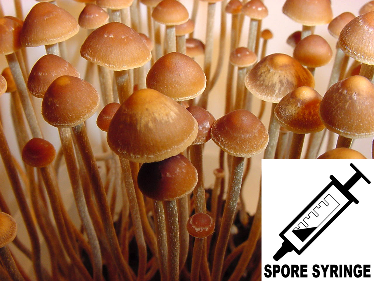 MONTHLY FEATURE: Psilocybe cf. antioquiensis : Siem Reap, Cambodia Spore Syringe