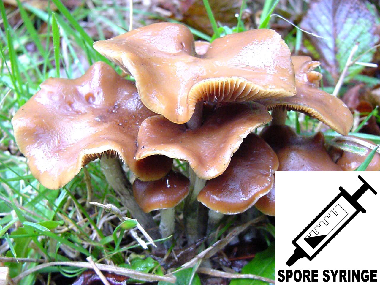 Psilocybe cyanescens : Wavy Cap Spore Syringe (MS)