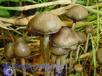 Psilocybe semilanceata : Pacific Blue, Liberty Cap Spore Print Psilocybe semilanceata : Pacific Blue, Liberty Cap Spore Print
