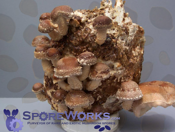 Lentinula edodes (=Lentinus edodes) : Shiitake Mushroom Culture Syringe Lentinula edodes (=Lentinus edodes) : Shiitake Mushroom Culture Syringe