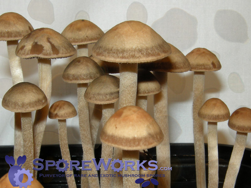 Panaeolus subbalteatus (= P. cinctulus) : MD#19 Spore Print Panaeolus subbalteatus (= P. cinctulus) : MD#19 Spore Print