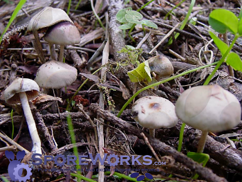 Psilocybe baeocystis : Bottle Cap Spore Print Psilocybe baeocystis : Bottle Cap Spore Print
