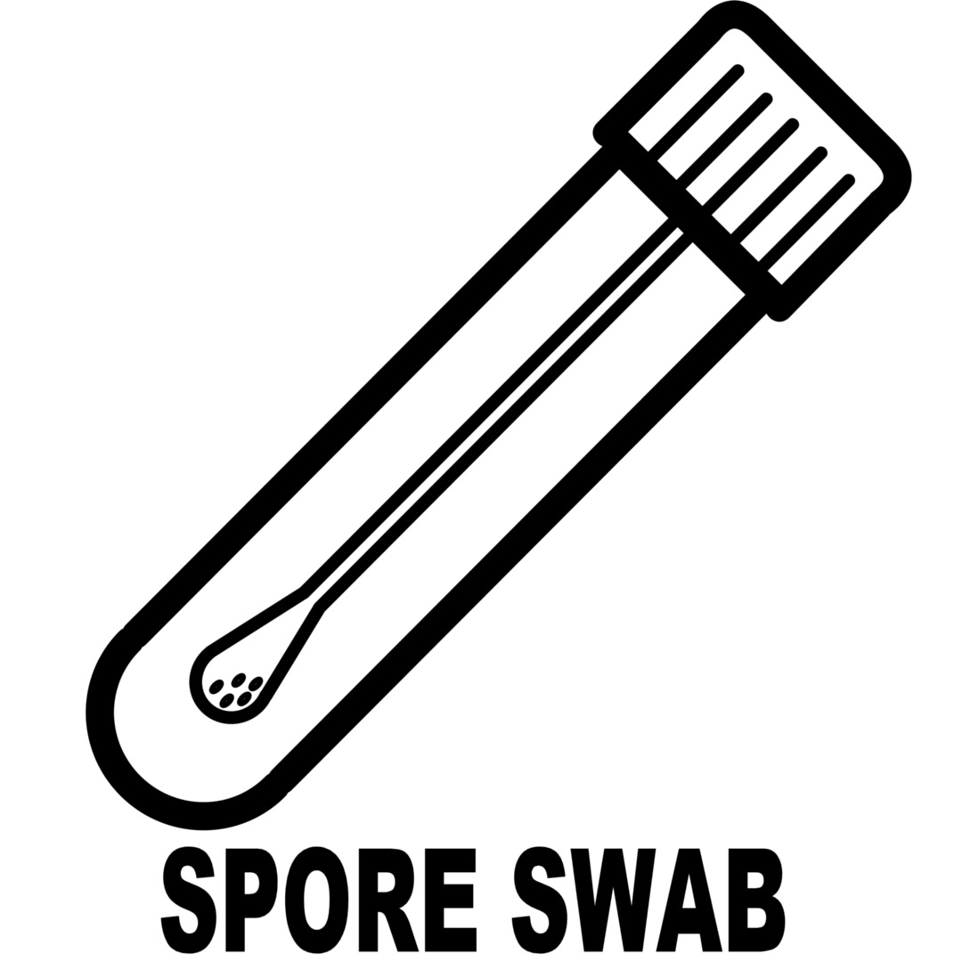 Psilocybe cubensis : Purple Mystic Spore Swab Psilocybe cubensis : Purple Mystic Spore Swab