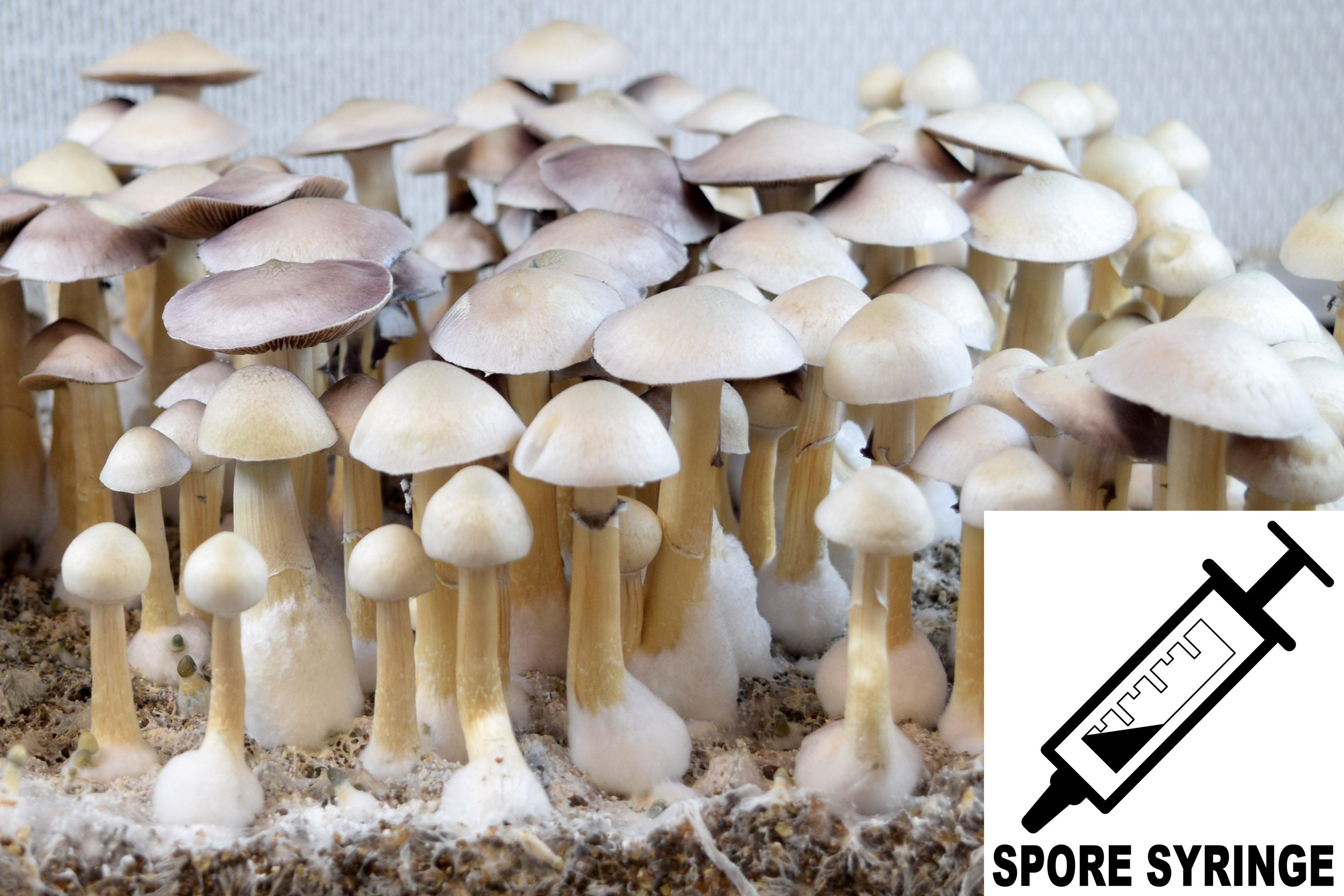 Psilocybe cubensis : Albino (Leucistic) A+ Spore Syringe (MS)