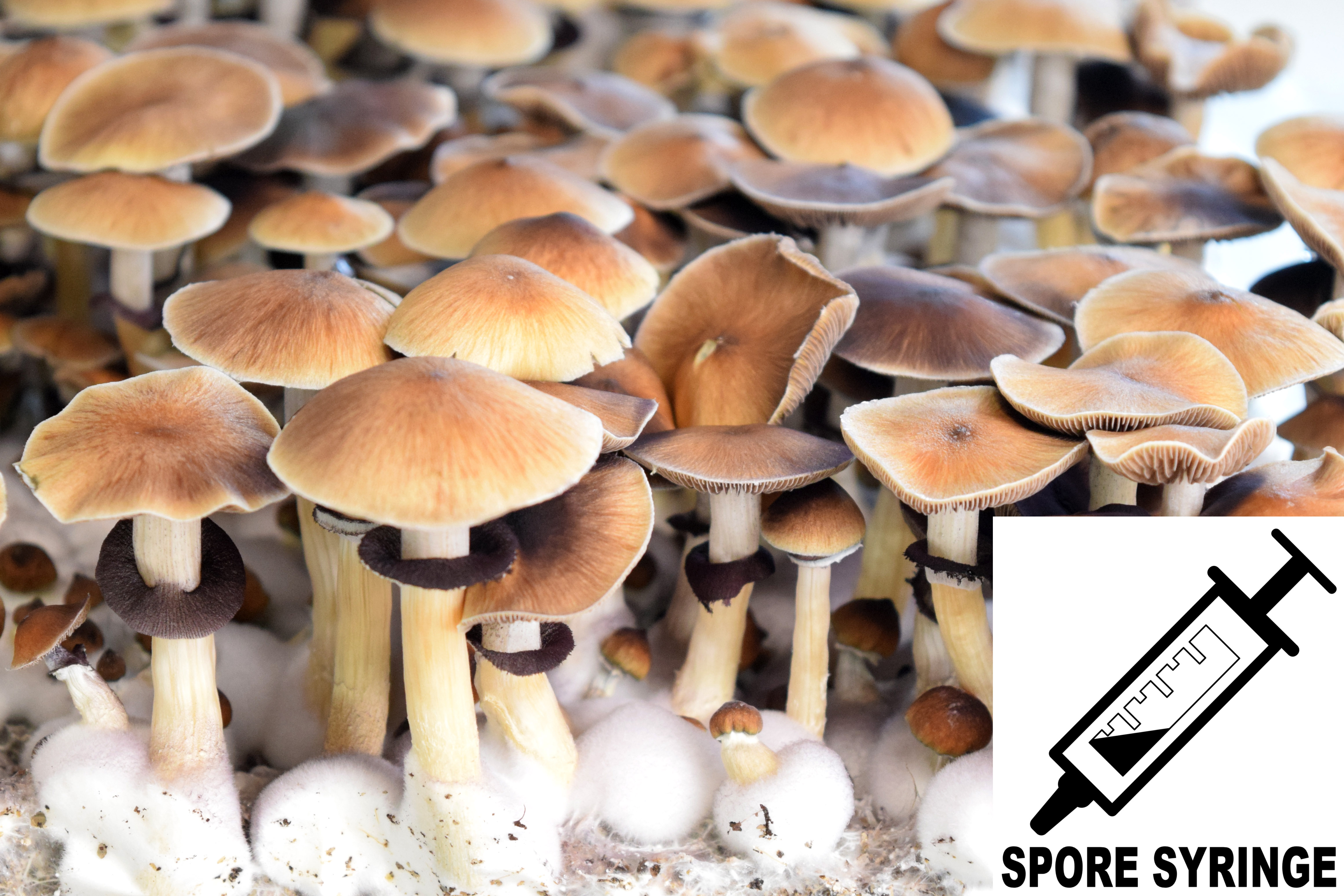 Psilocybe cubensis : Lizard King Spore Syringe (MS)