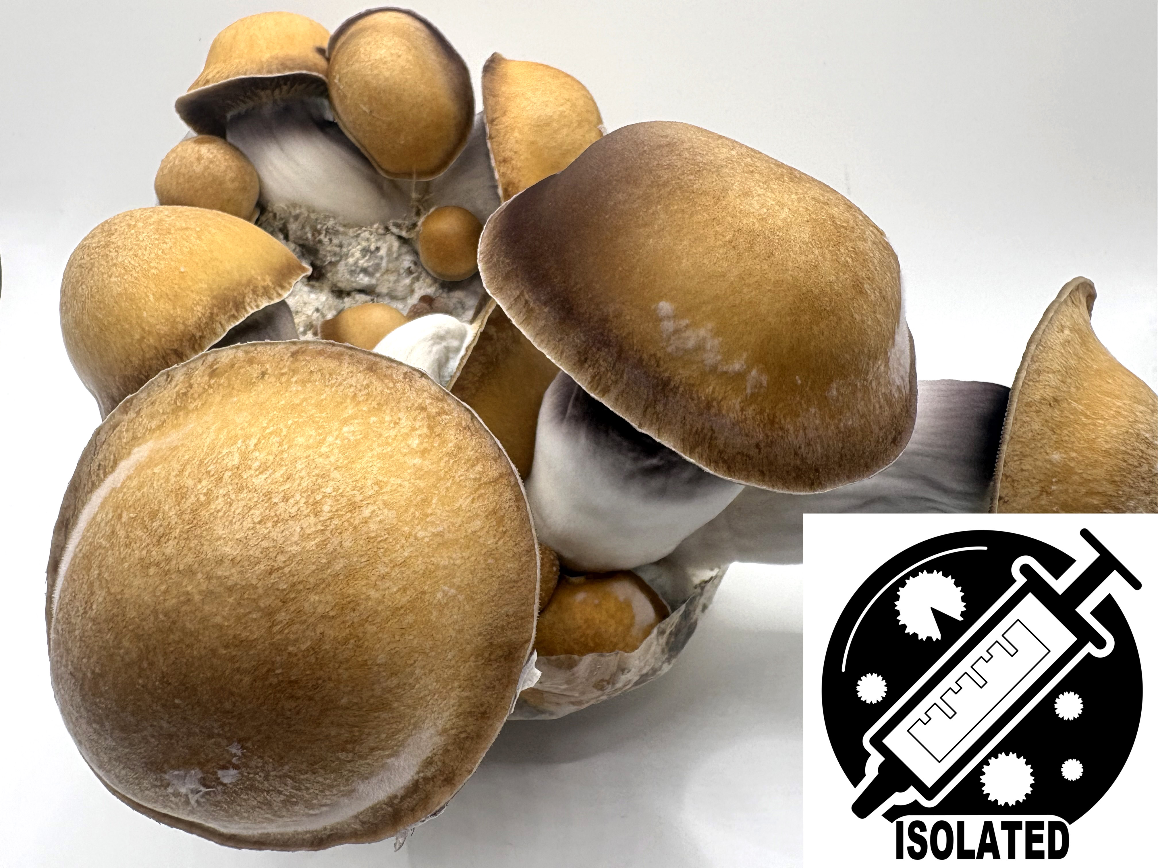 MONTHLY FEATURE: Ps. cubensis : Magnum PE Spore Isolate Syringe