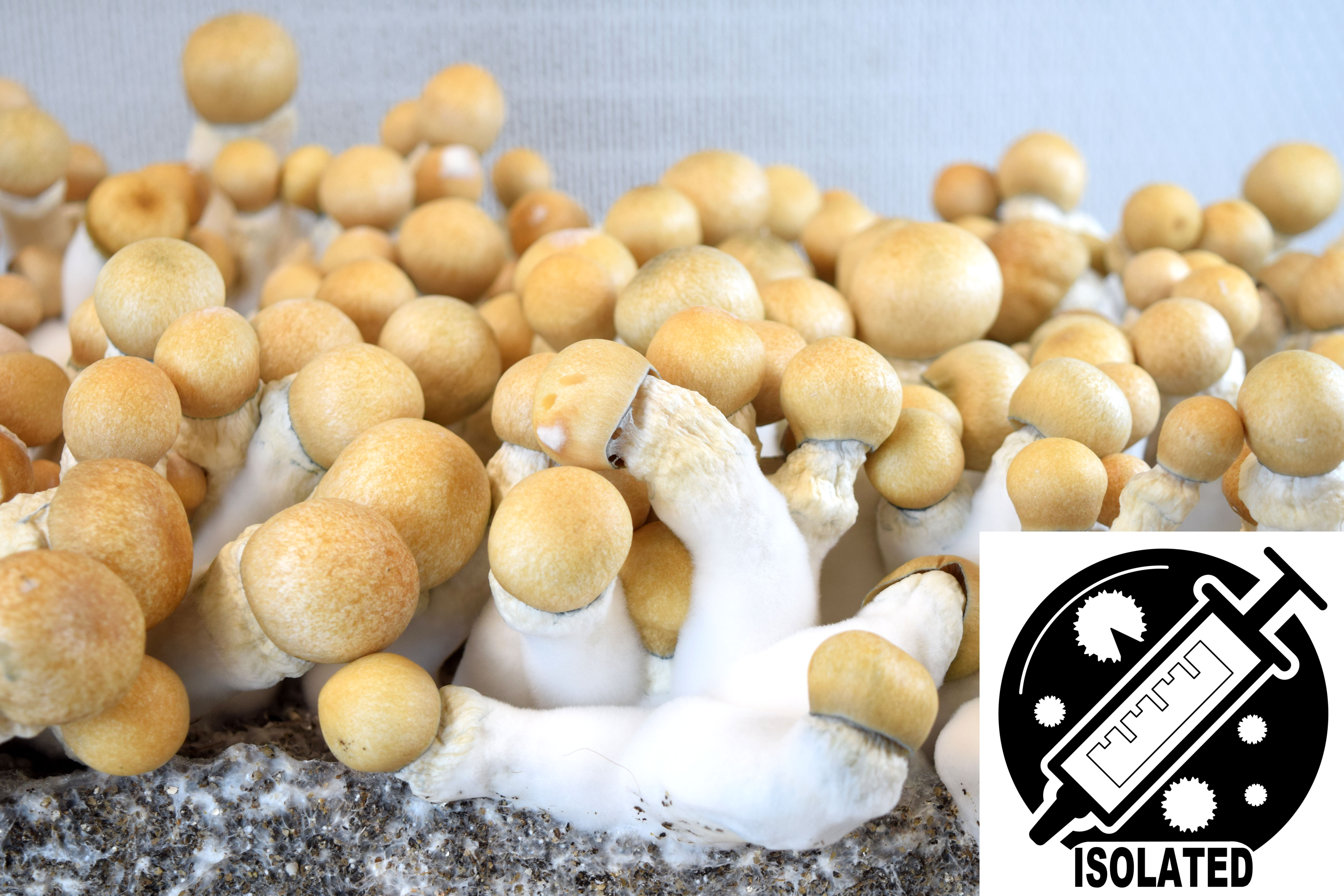 Psilocybe cubensis : Melmac Spore Isolate Syringe