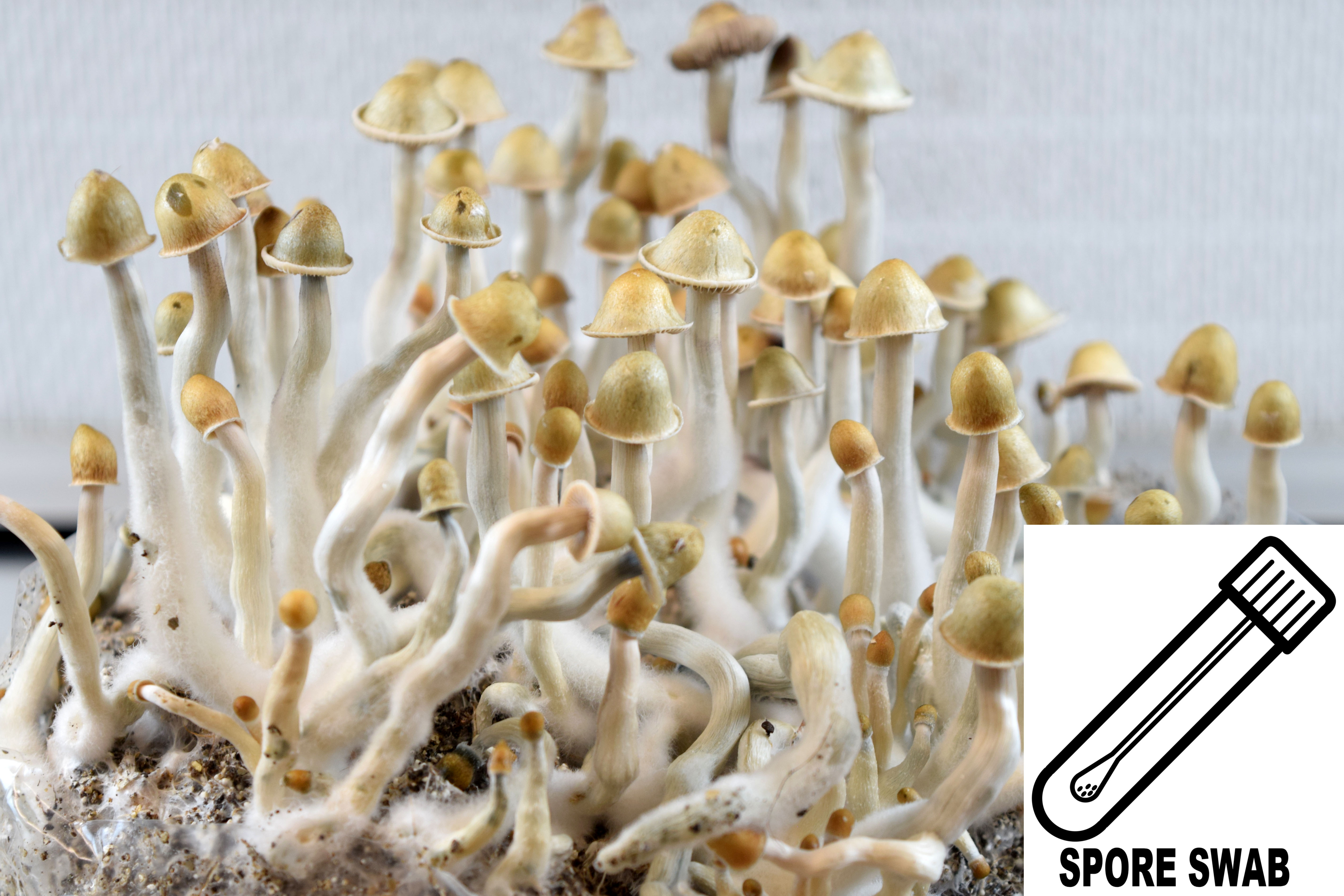 Psilocybe cubensis : Palenque Spore Swab